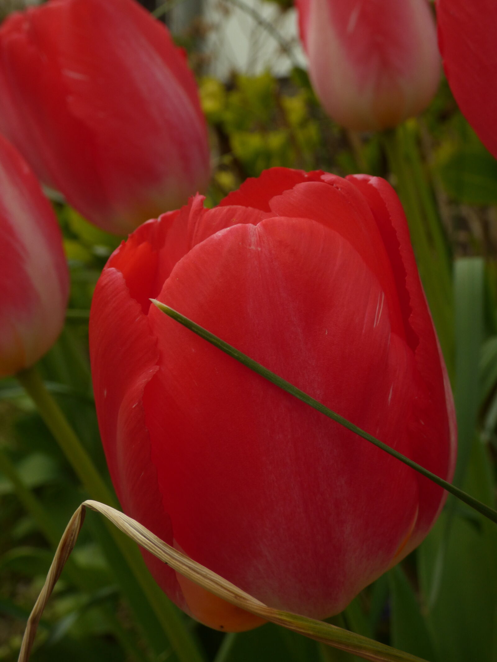 Panasonic DMC-FZ72 sample photo. Tulpe photography
