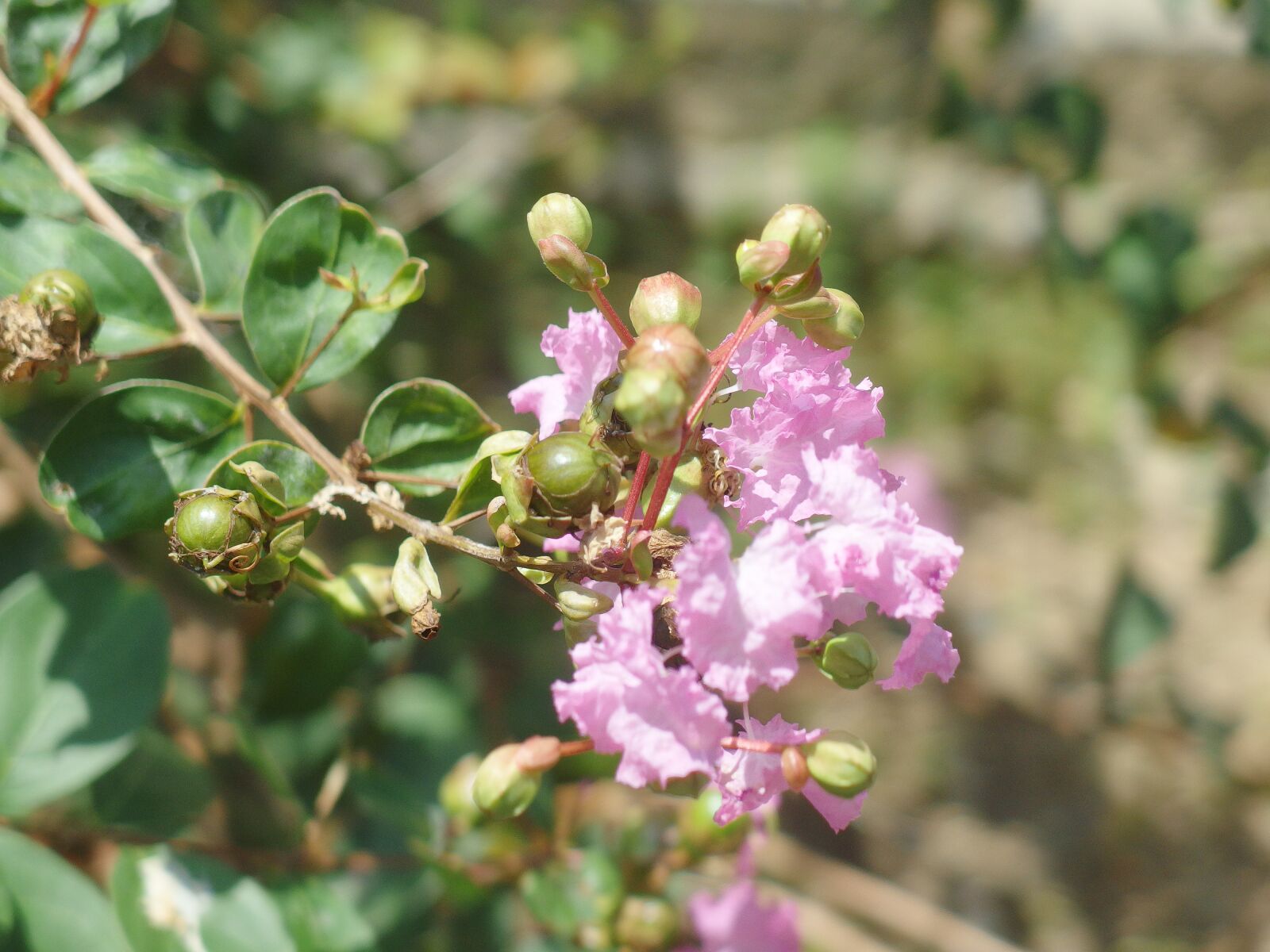 PENTAX RICOH IMAGING PENTAX MX-1 sample photo. Flower, spring, nature photography