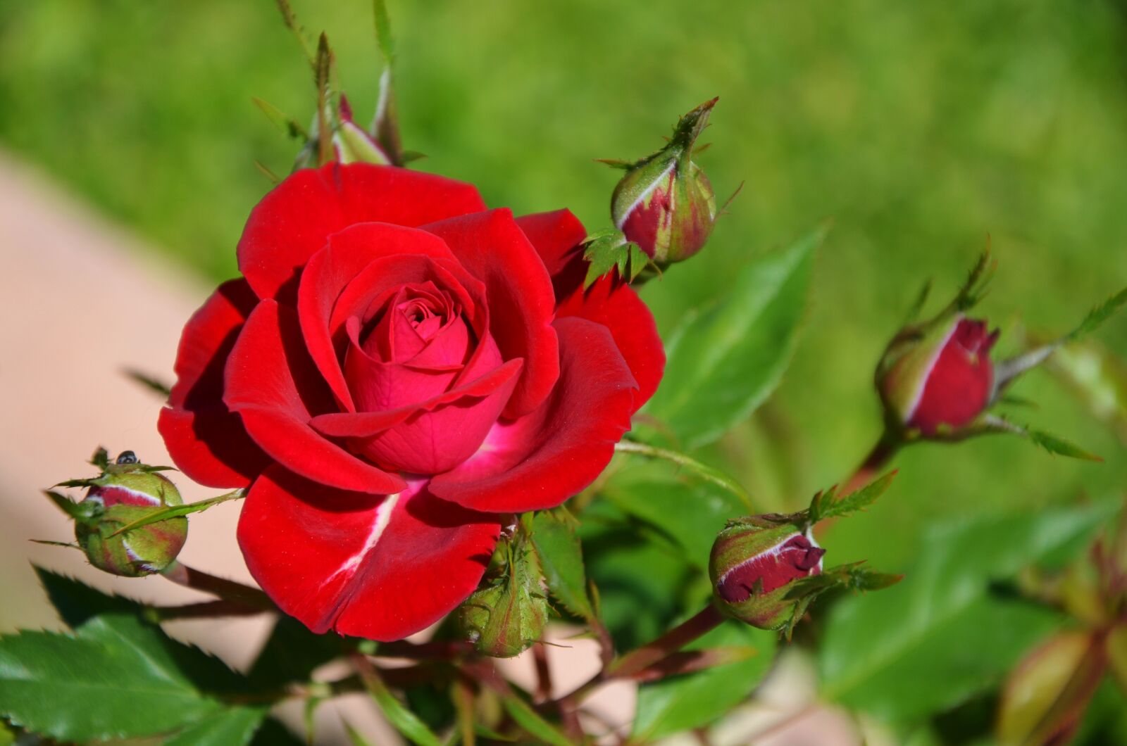 Nikon D7000 sample photo. Rose, flower, spring photography