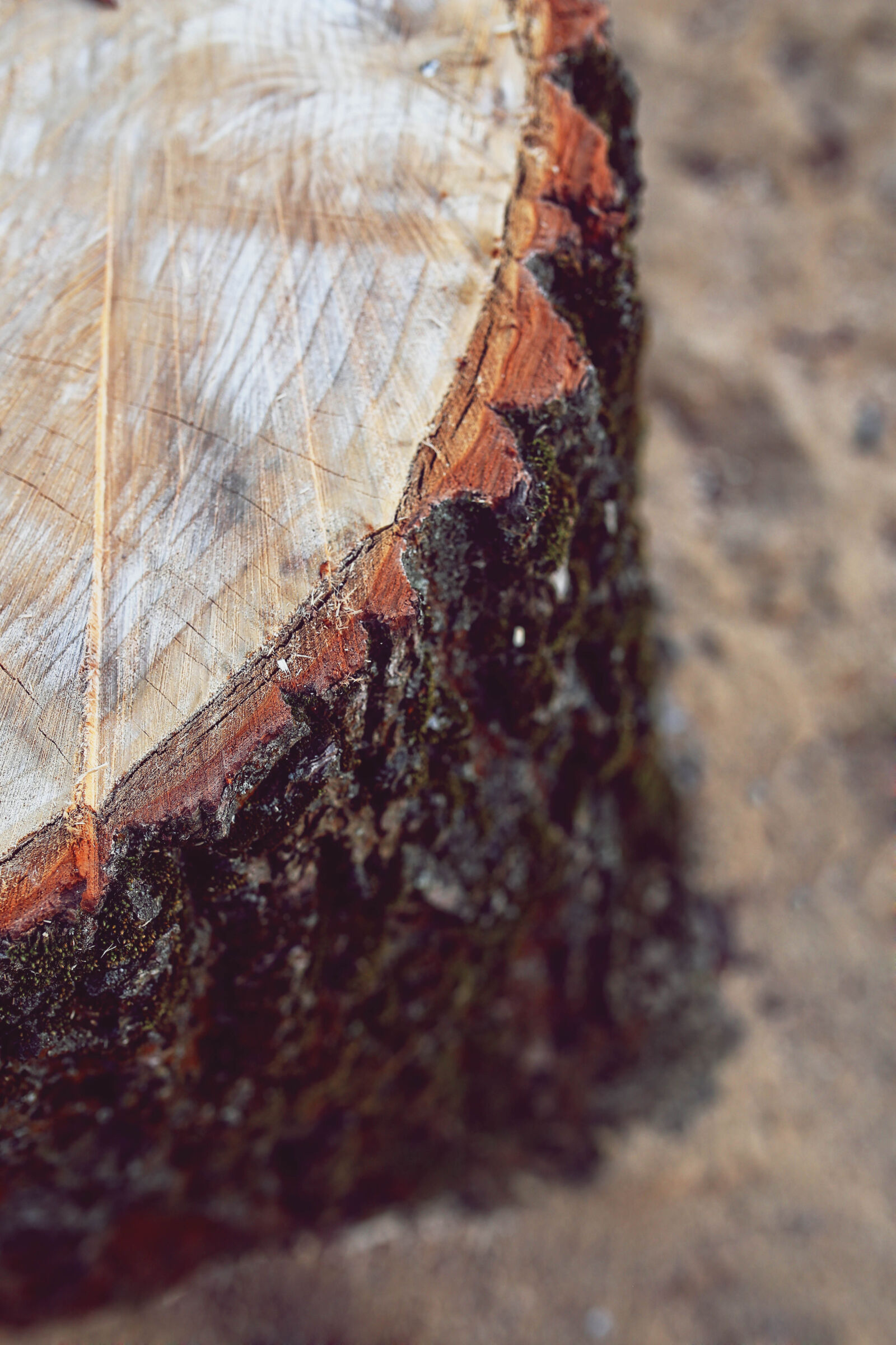Canon EOS 6D sample photo. Trunk, bole photography