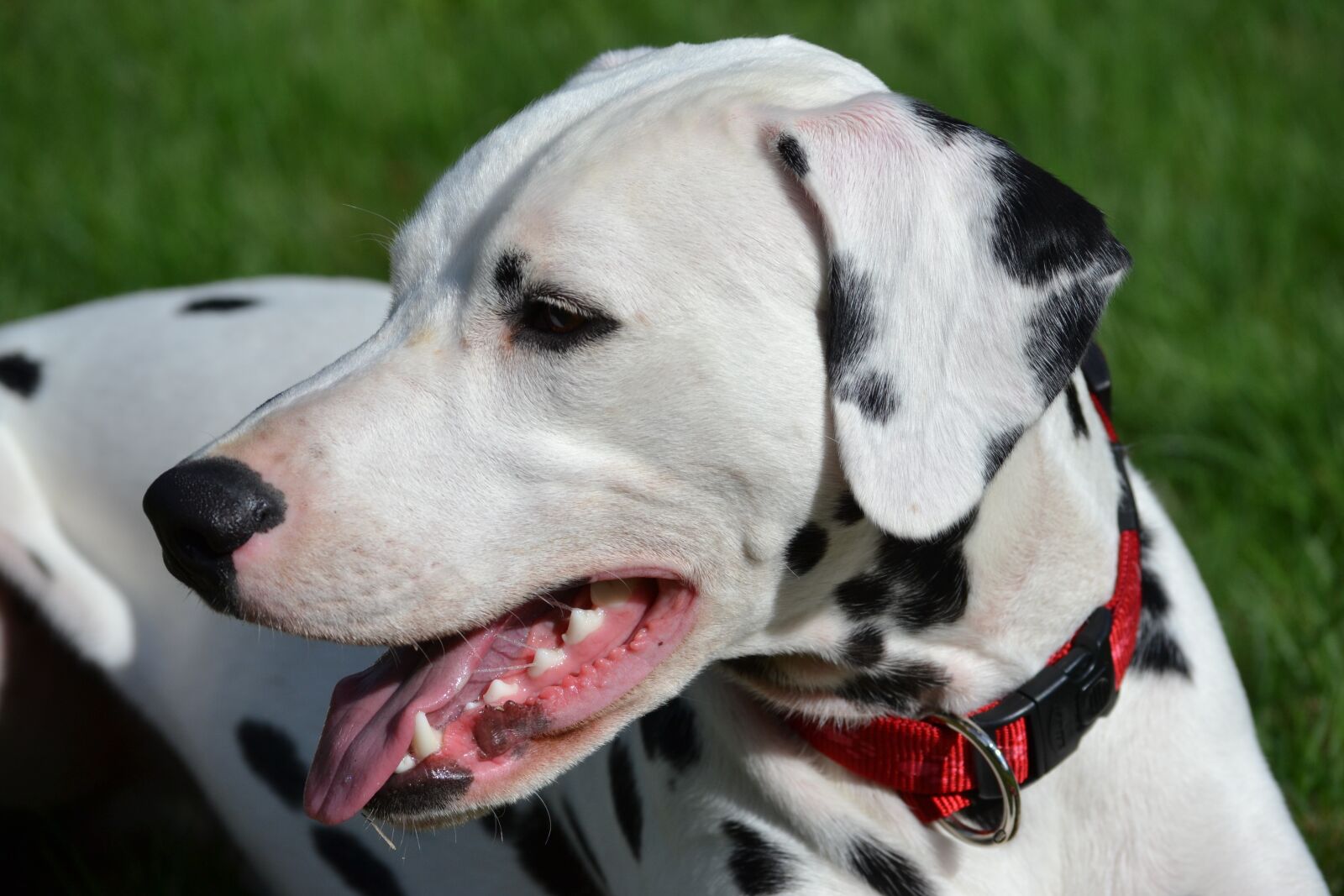 Nikon D3100 sample photo. Dog, animals, portrait animals photography
