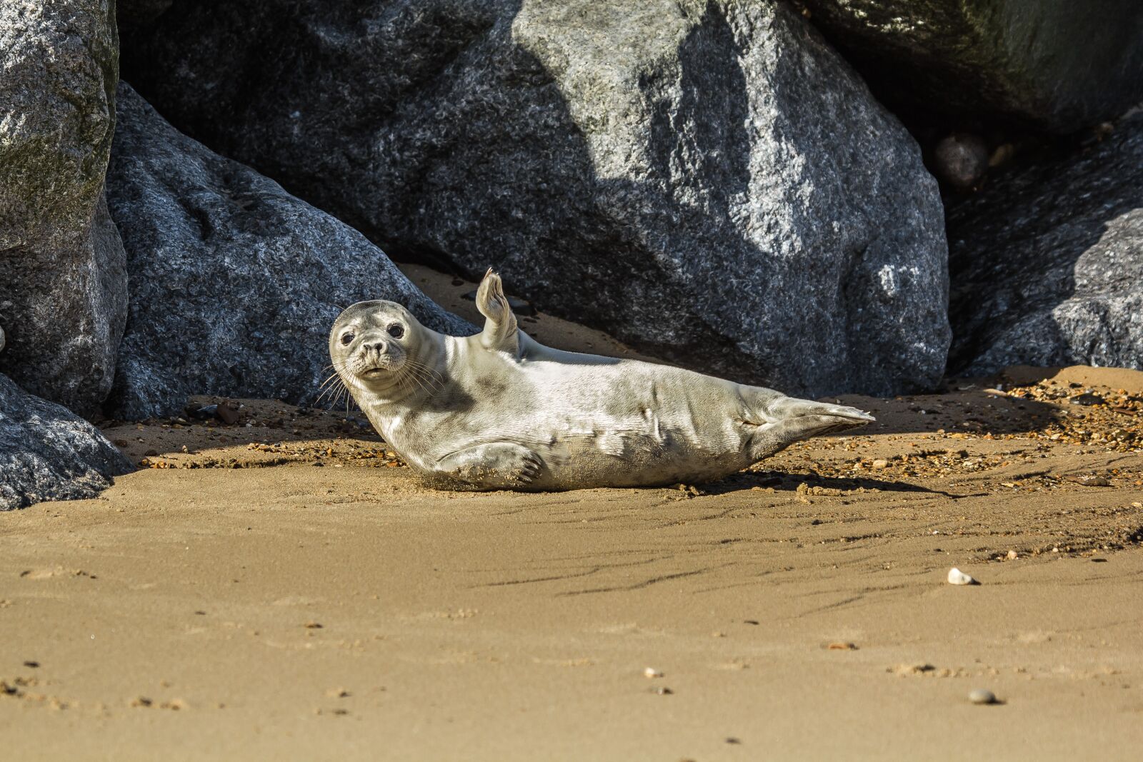 Canon EOS 60D + Canon EF 100-400mm F4.5-5.6L IS USM sample photo. Seal cub, beach, north photography