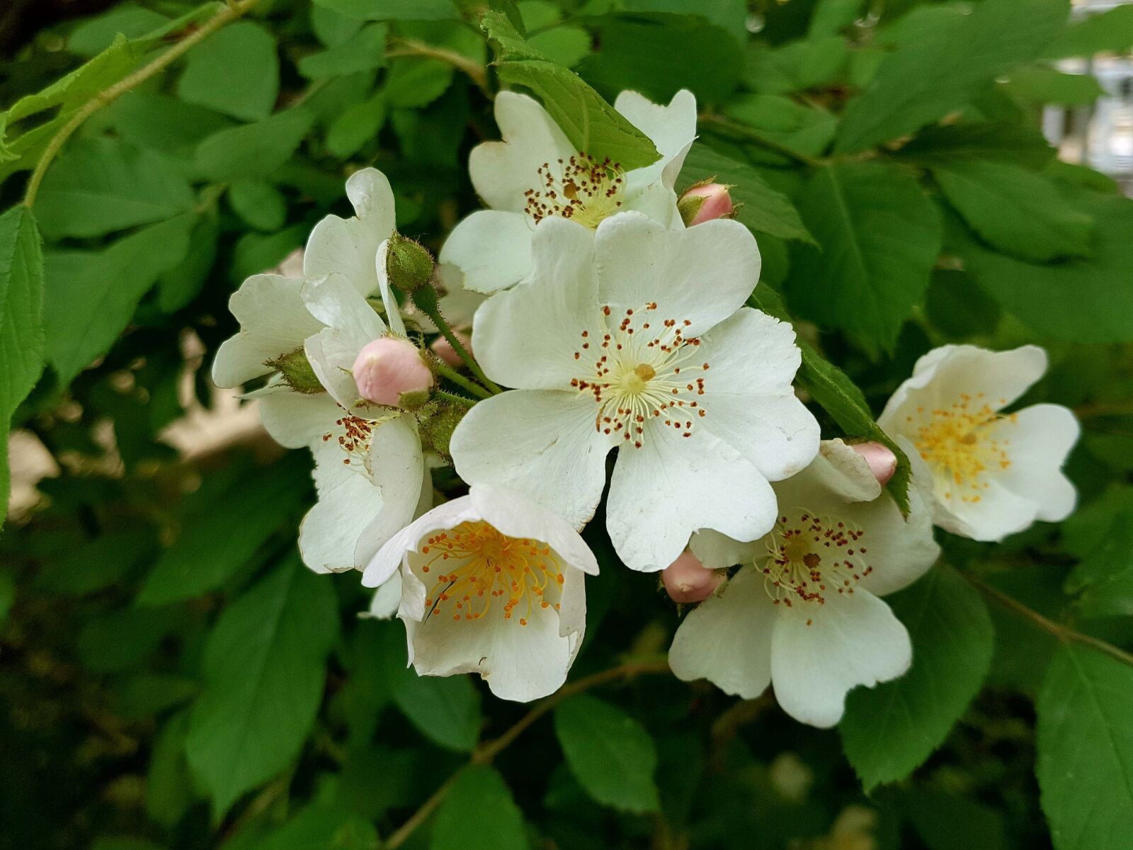 Samsung Galaxy Note5 sample photo. Multiflora flower, spring, multiflora photography