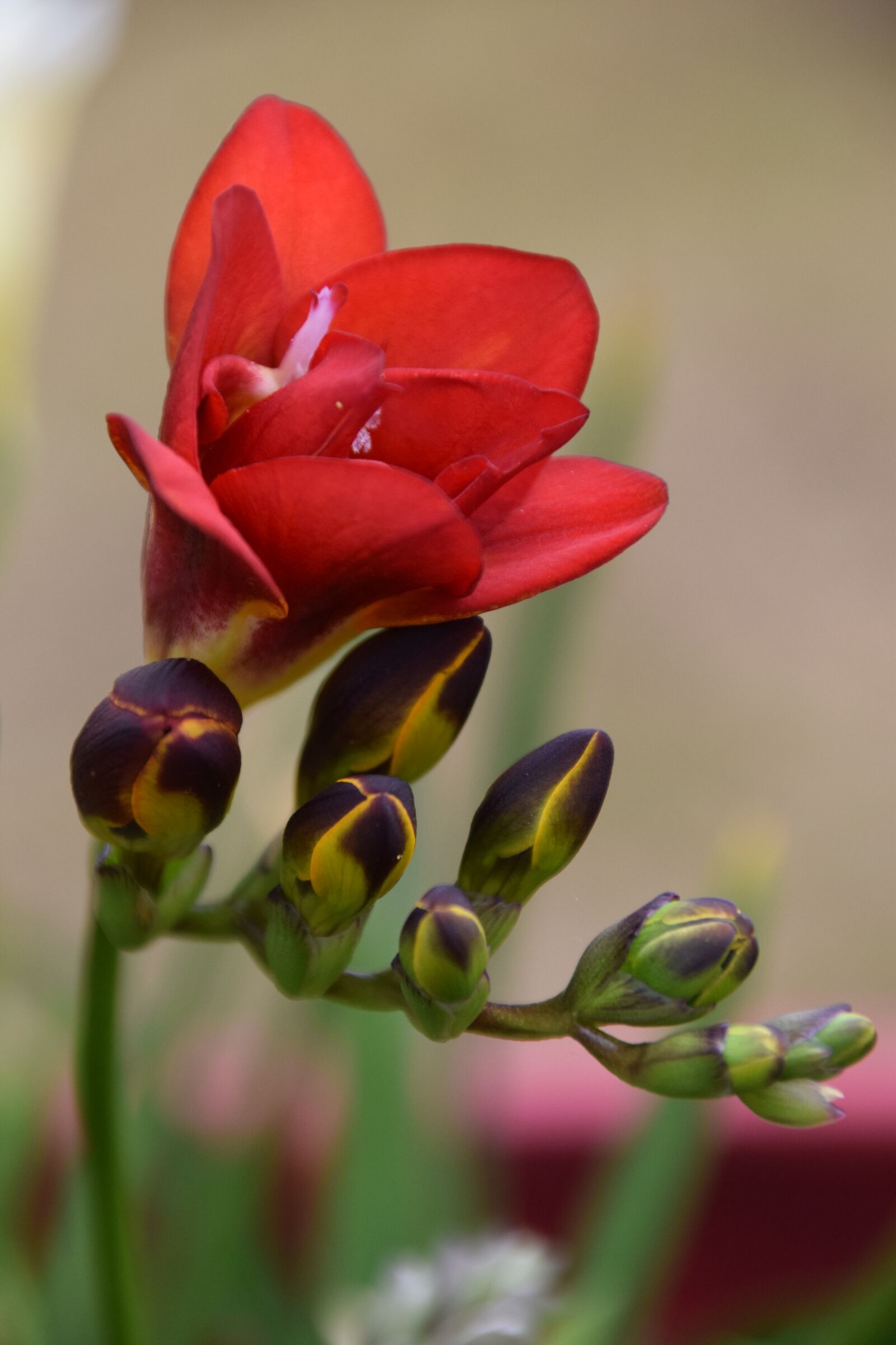 Nikon D5300 sample photo. Flower, summer, garden photography