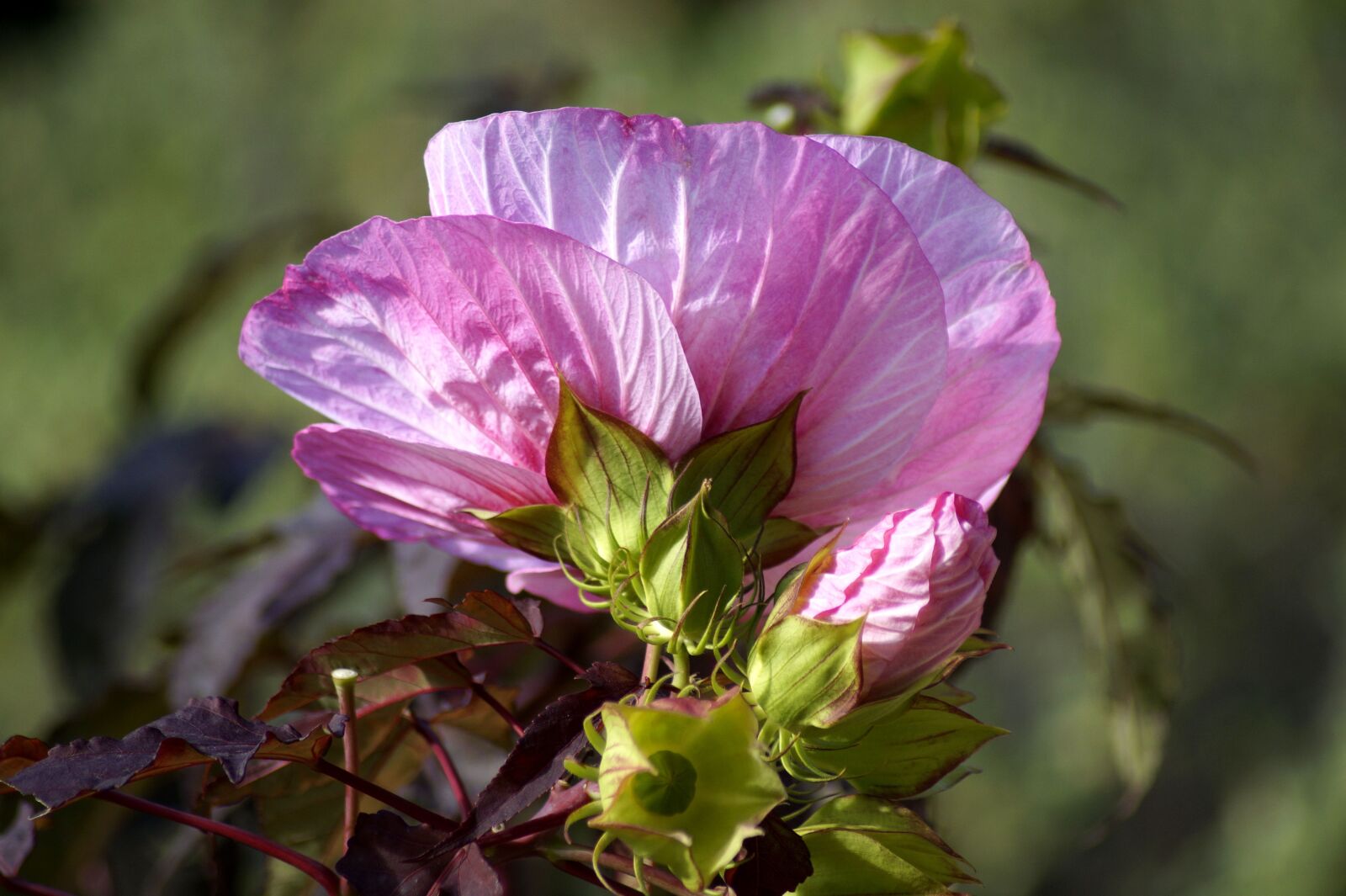 Sony SLT-A58 sample photo. Hibiscus, bud, rosa sinensis photography