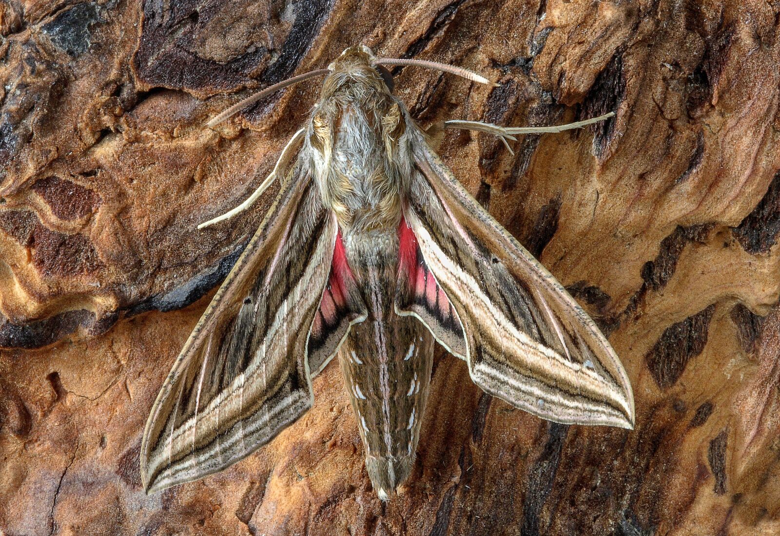Canon EOS 400D (EOS Digital Rebel XTi / EOS Kiss Digital X) sample photo. Silver striped, hawkmoth, moth photography