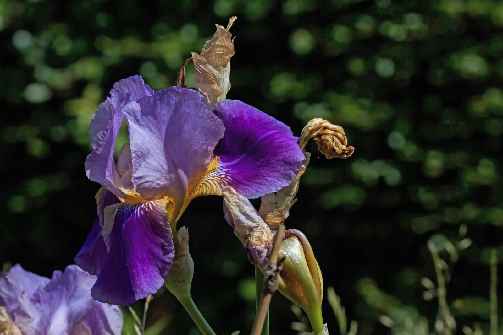 Canon EOS 7D sample photo. Lily, iris, flower photography