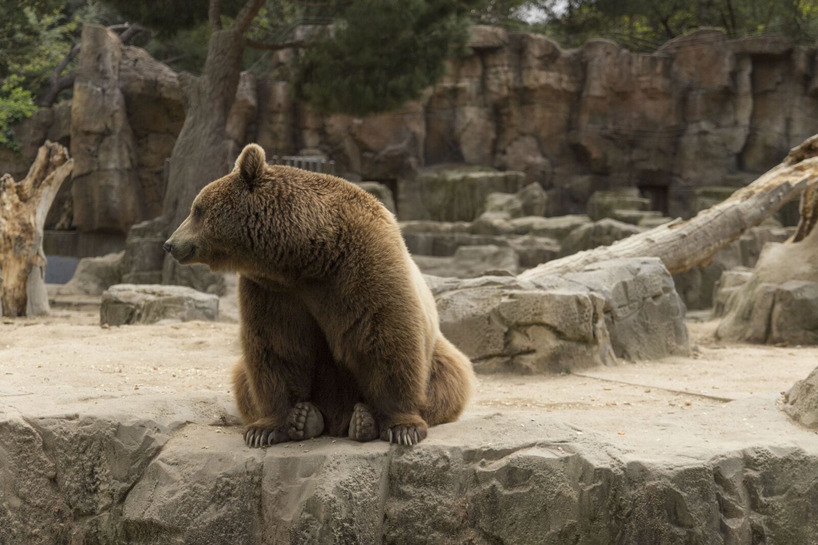 Canon EOS 600D (Rebel EOS T3i / EOS Kiss X5) sample photo. Bear, waiting for food photography
