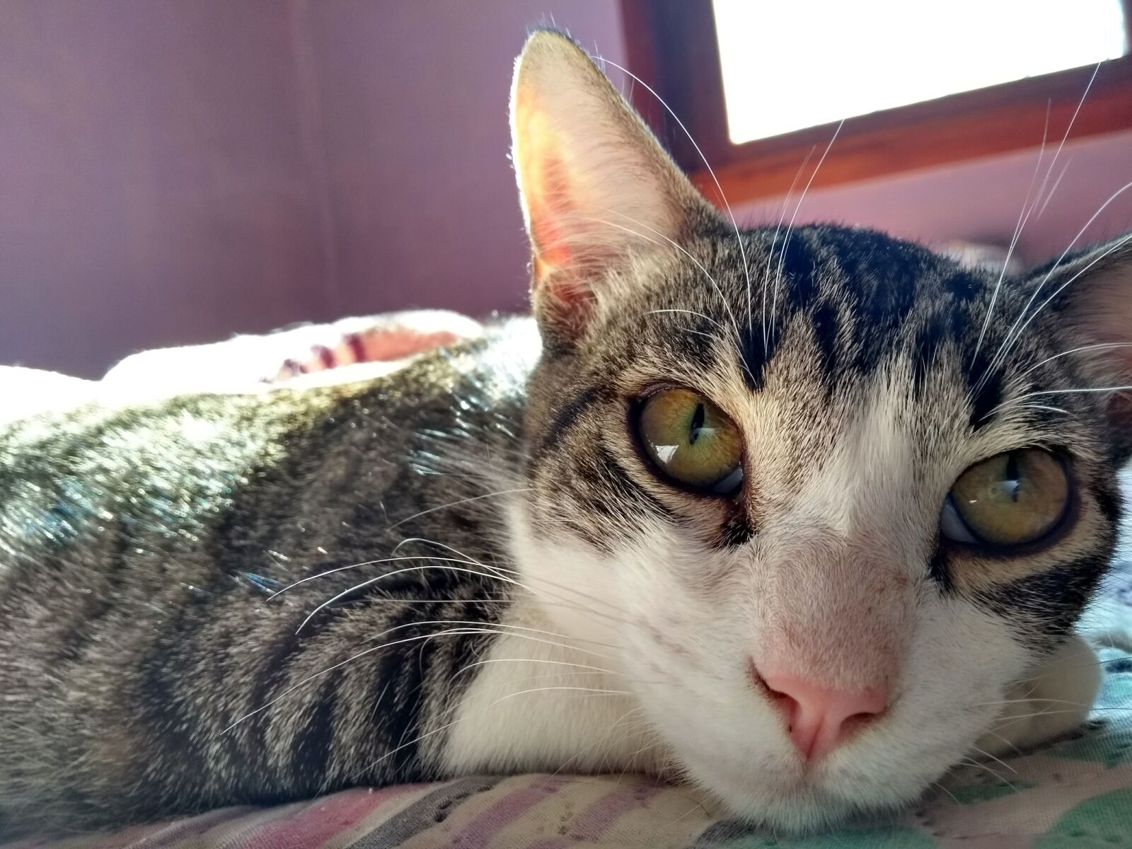 Motorola Moto G (5th Gen) sample photo. Cat, eyes, feline look photography