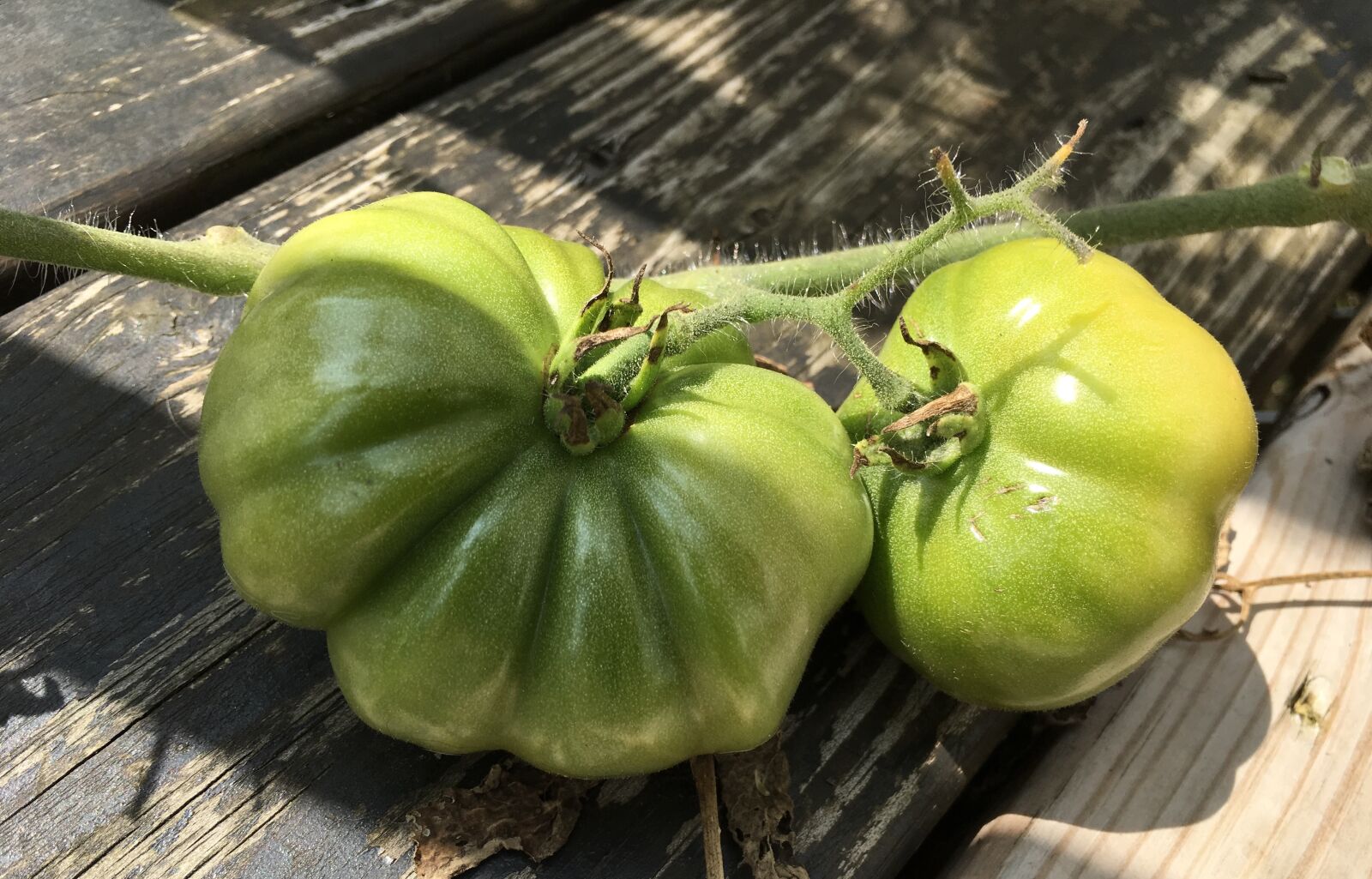 Apple iPad Pro sample photo. Green, tomato, tomatoes photography