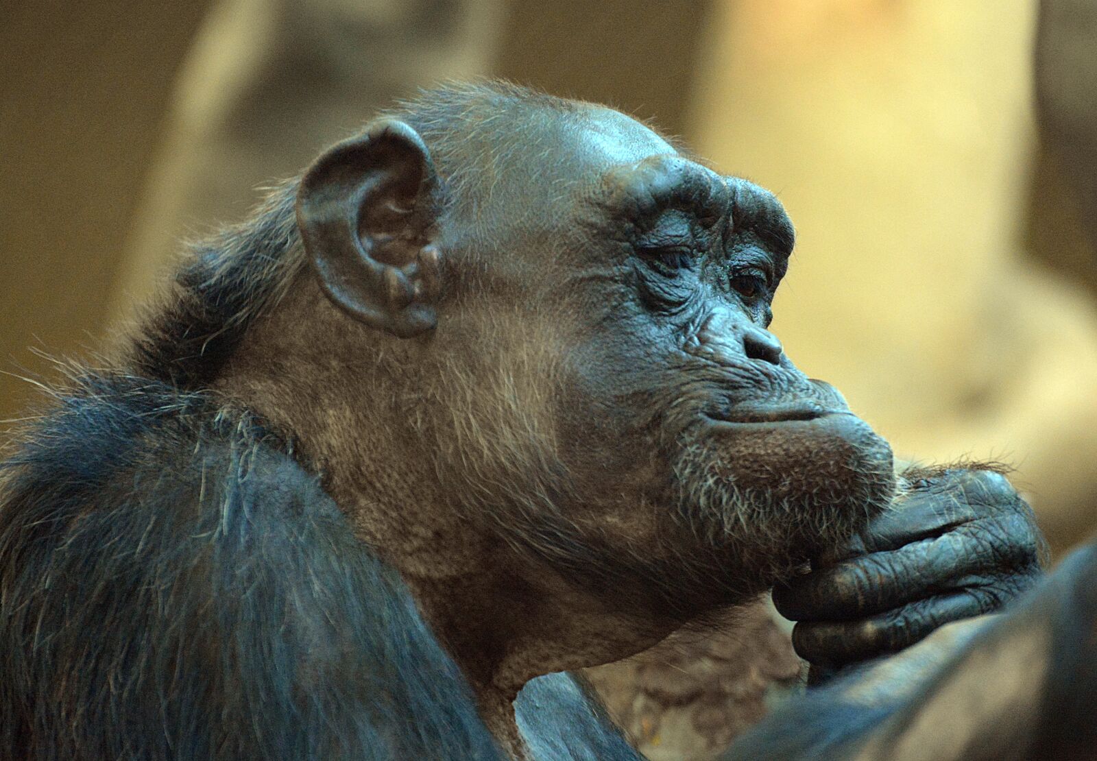 Nikon D7100 sample photo. The zoological garden, monkey photography