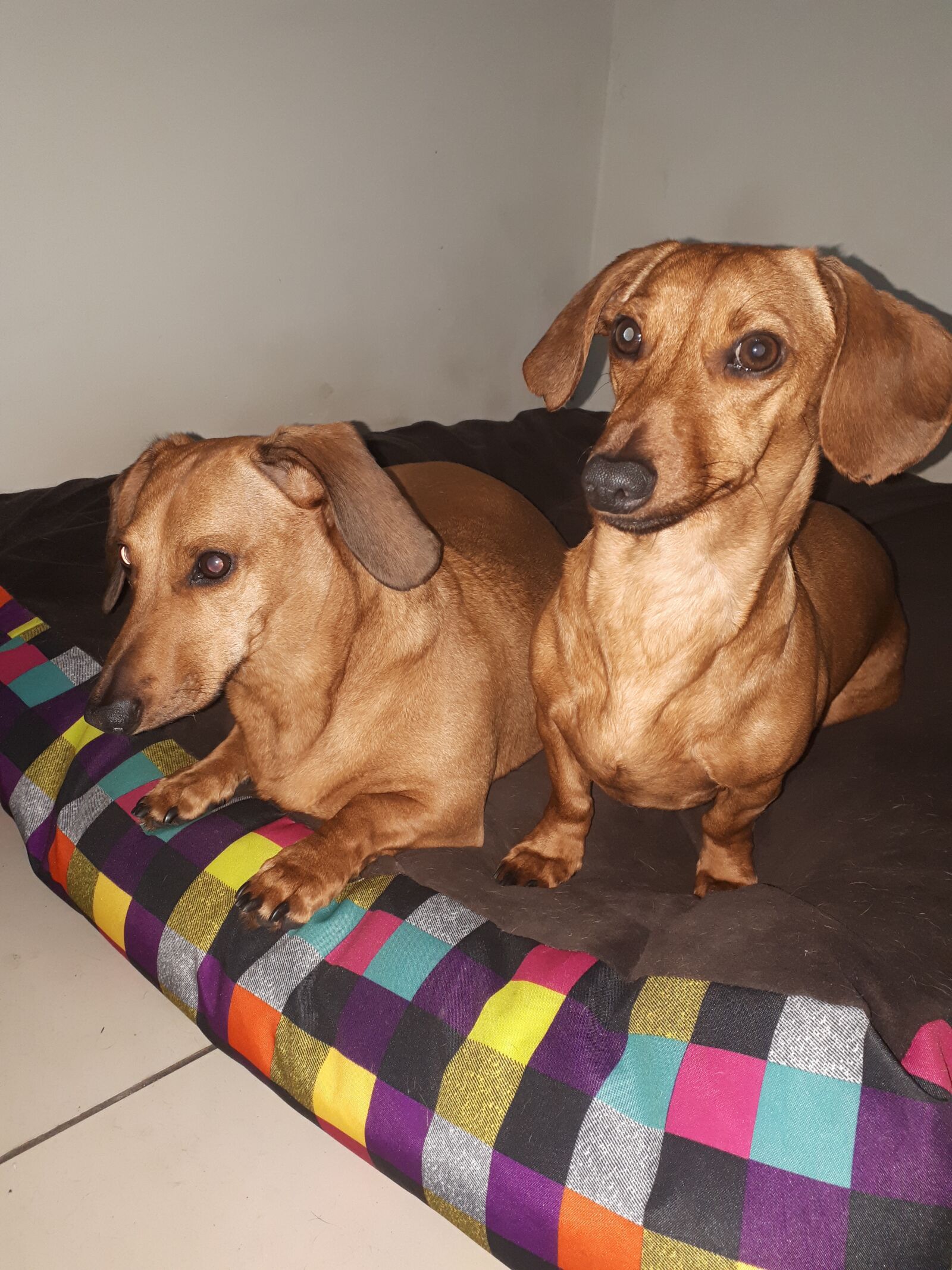 Samsung Galaxy A5(2017) sample photo. Dachshund, dog, pet photography