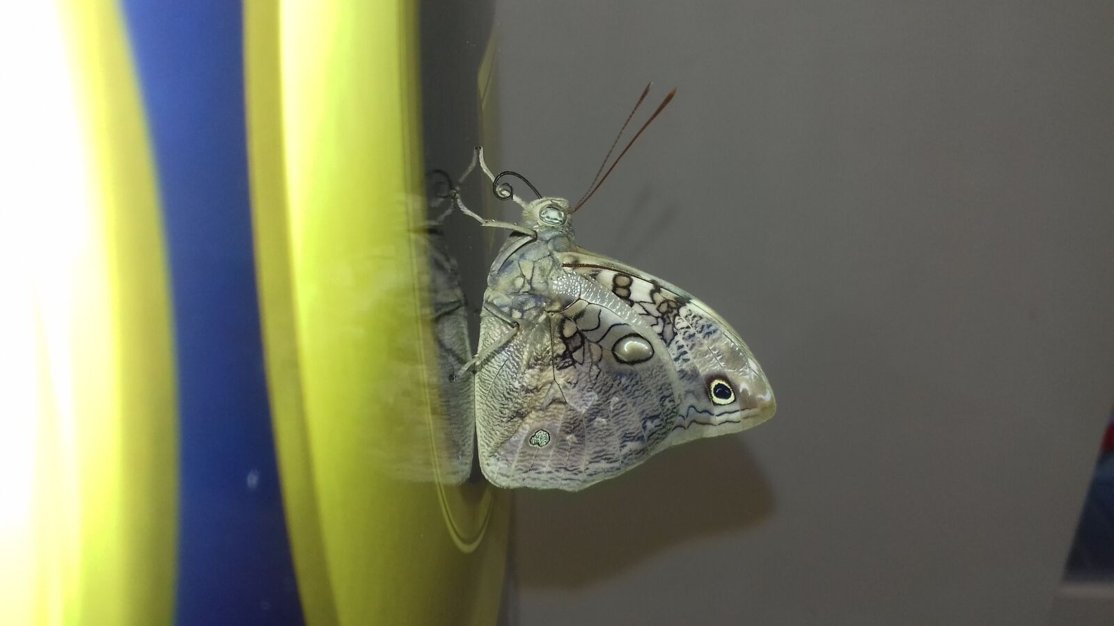 Samsung Galaxy J3(2016) sample photo. Butterfly, lepidopteran, insect photography