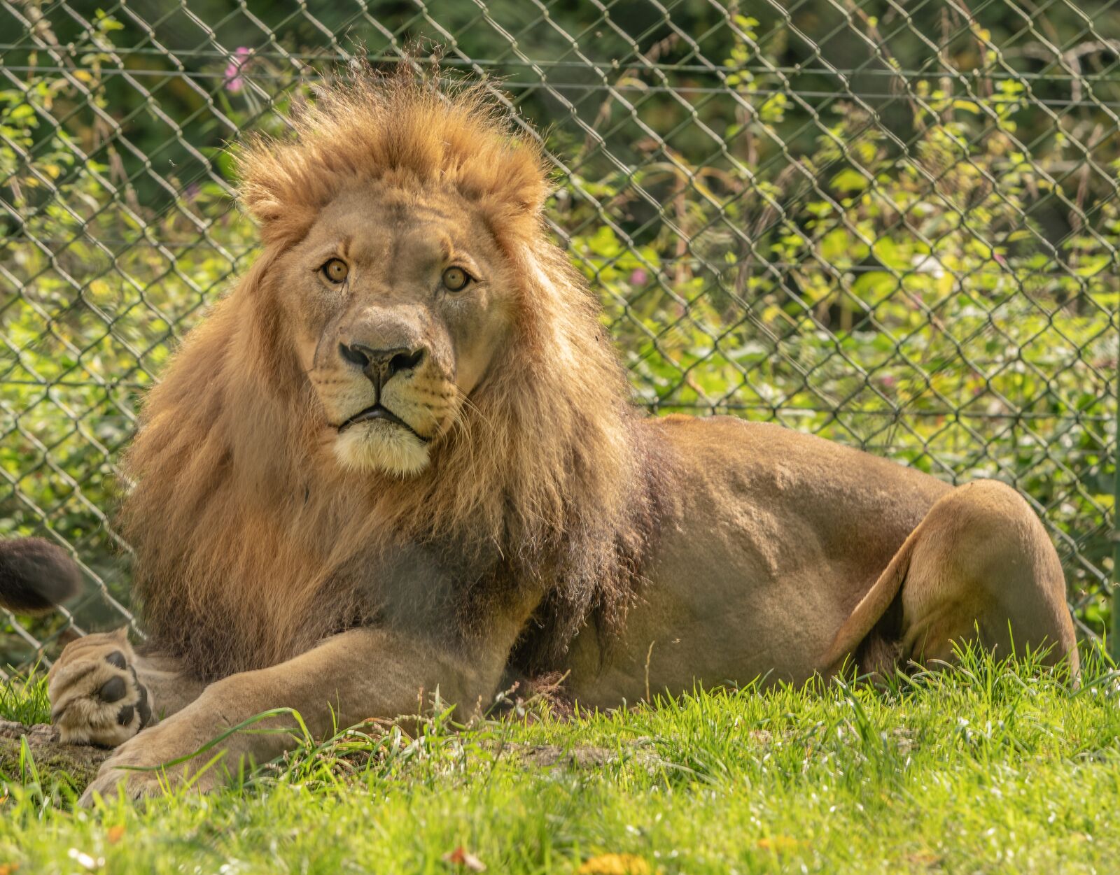 Nikon D500 sample photo. Lion, zoo, predator photography