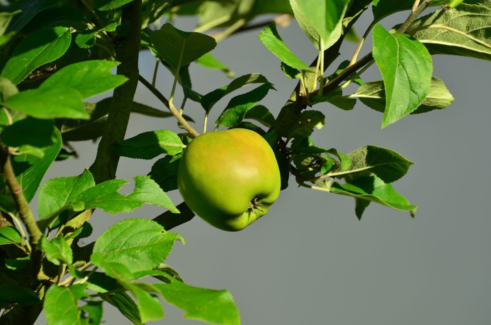 Nikon D5100 sample photo. Apple, apple tree, green photography