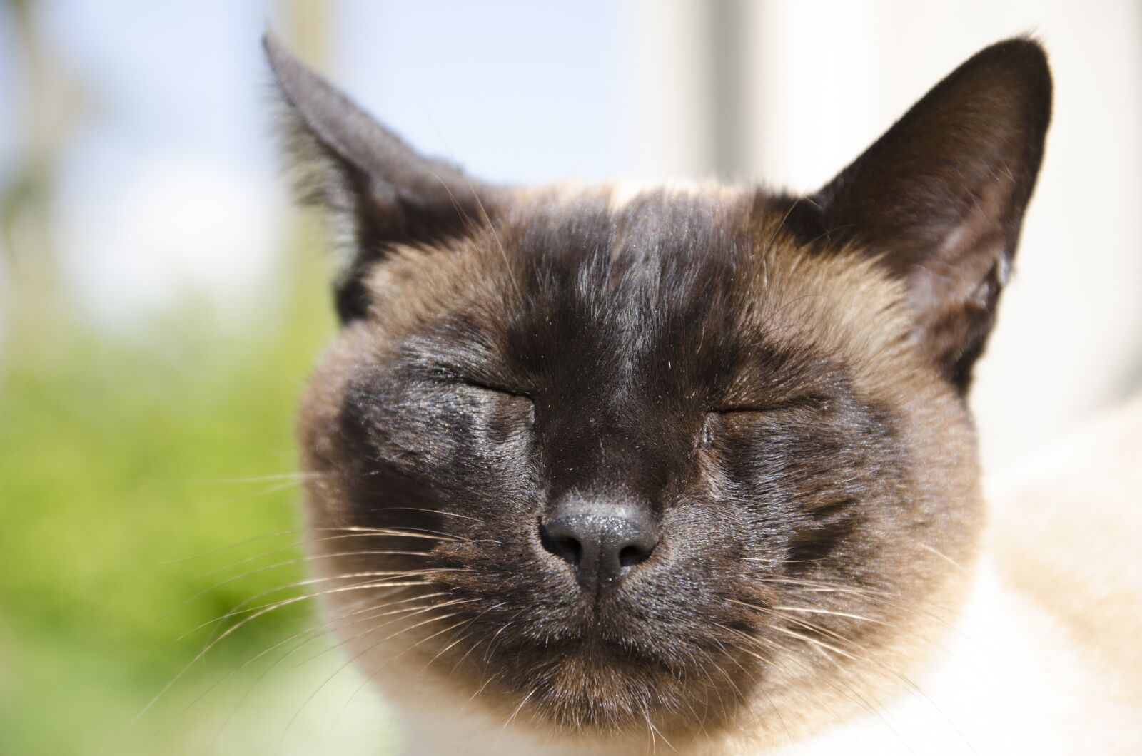 Nikon D7000 sample photo. Siamese cat, feline, domestic photography