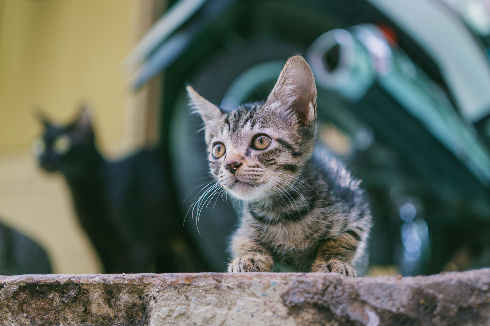Sony a6000 + E 32mm F1.8 sample photo. Brown, tabby, kitten, with photography