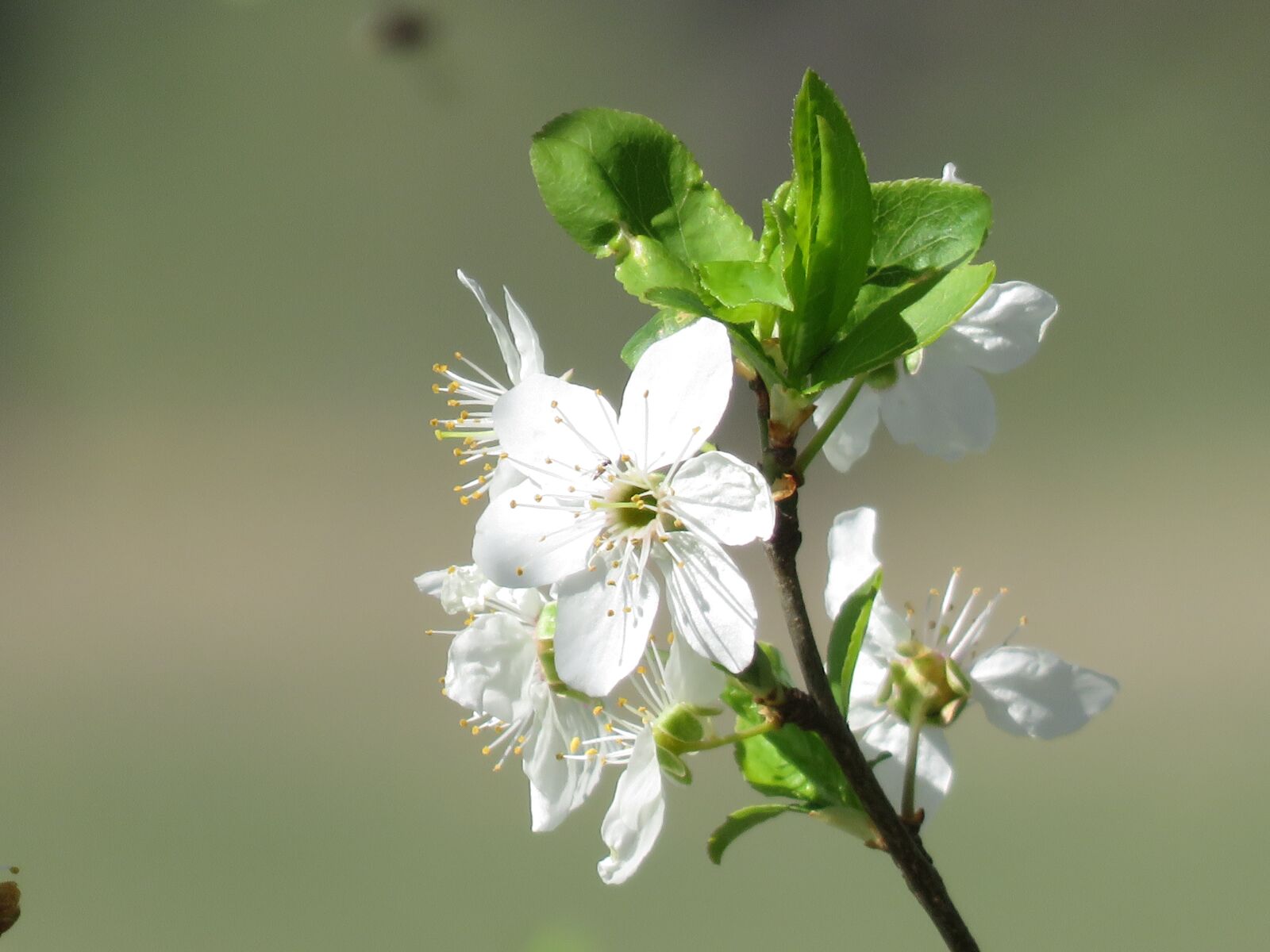 Canon PowerShot SX710 HS sample photo. Plum blossom, blossom, bloom photography