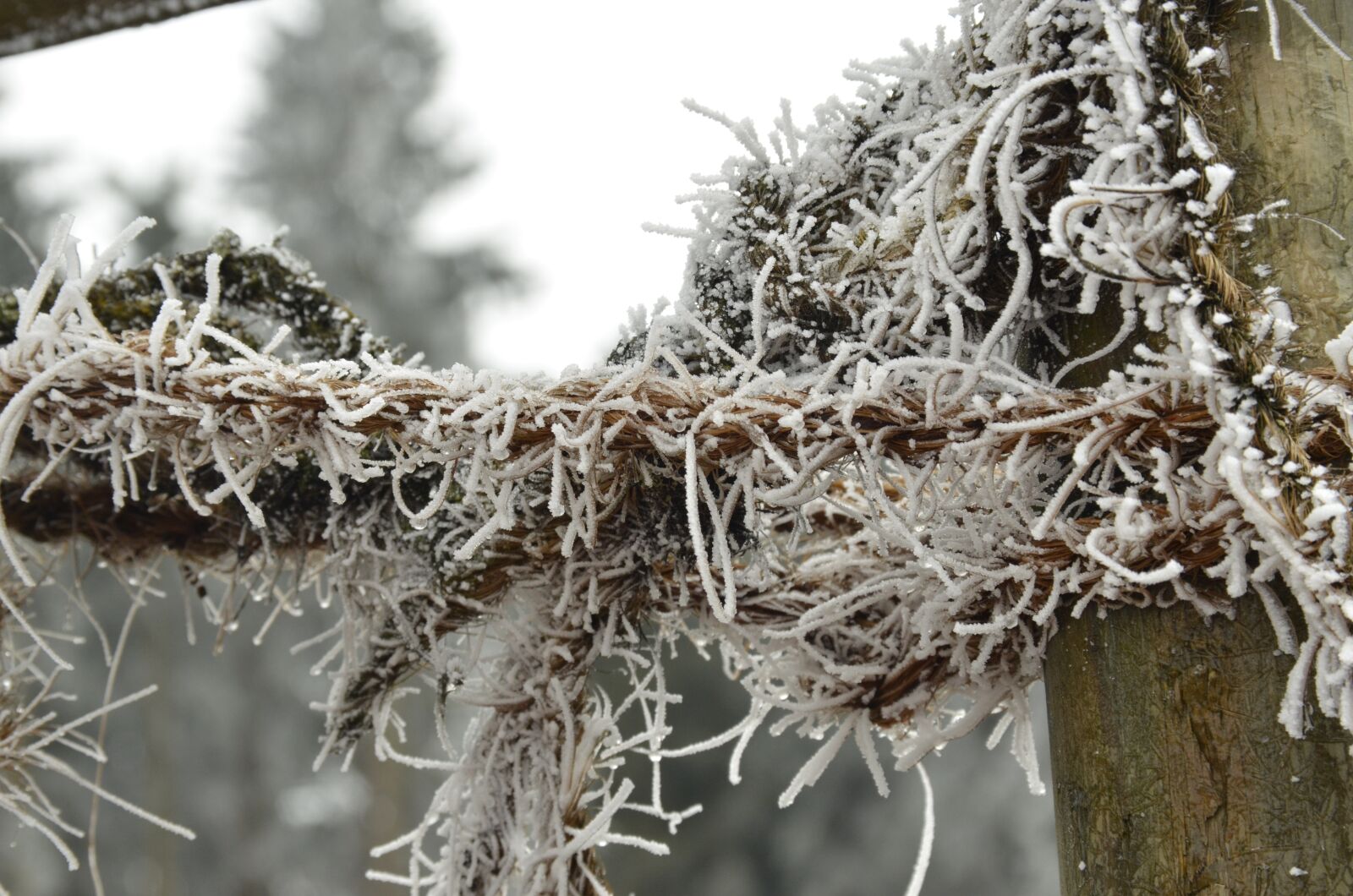 Nikon D7000 sample photo. Ripe, snow, branch photography