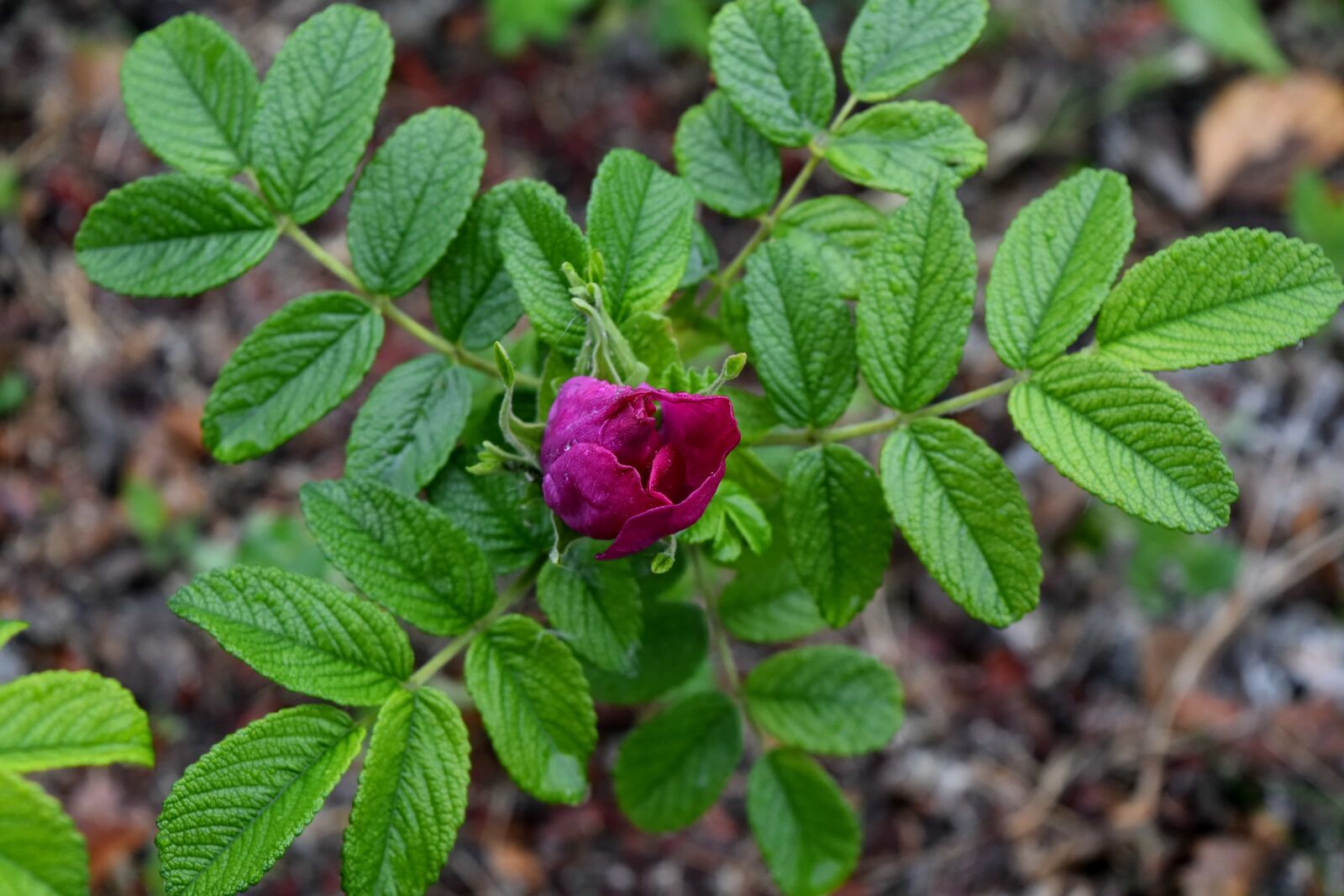 Nikon D5500 sample photo. Flower bud, flower garden photography