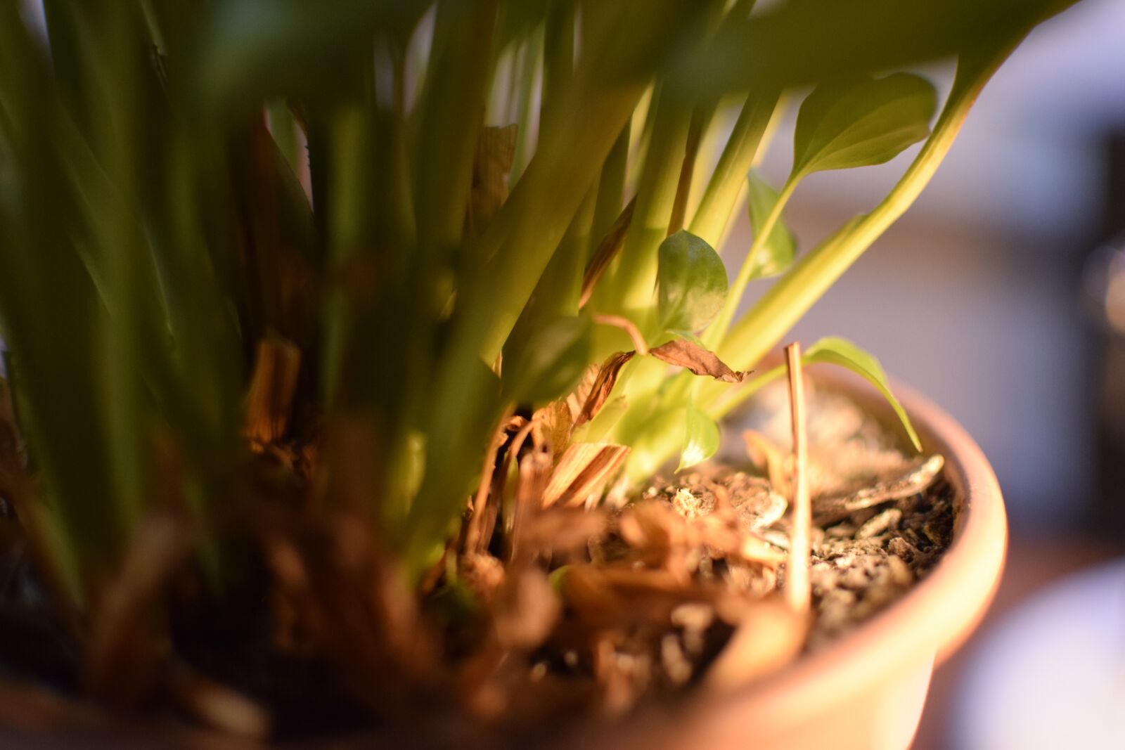 Nikon D5300 sample photo. Vase, nature, plant photography