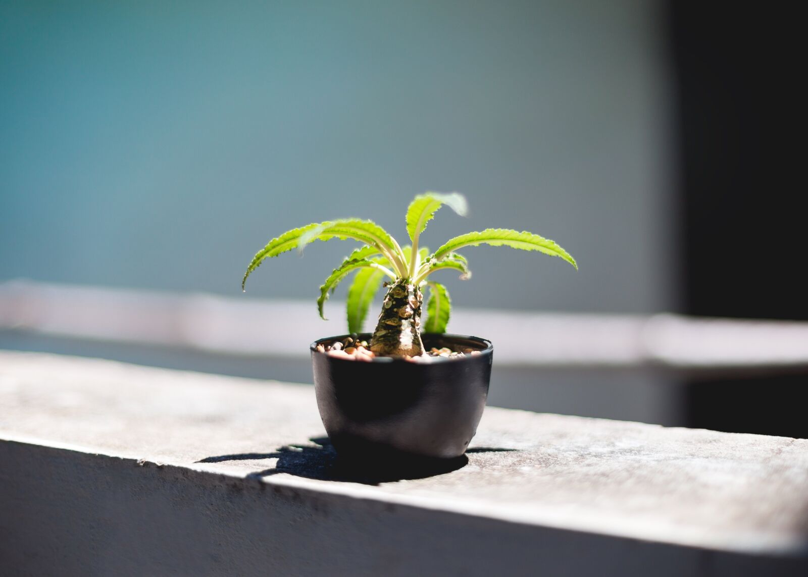 Canon EOS 6D + Canon EF 50mm F1.4 USM sample photo. Plant, potted plant, grow photography