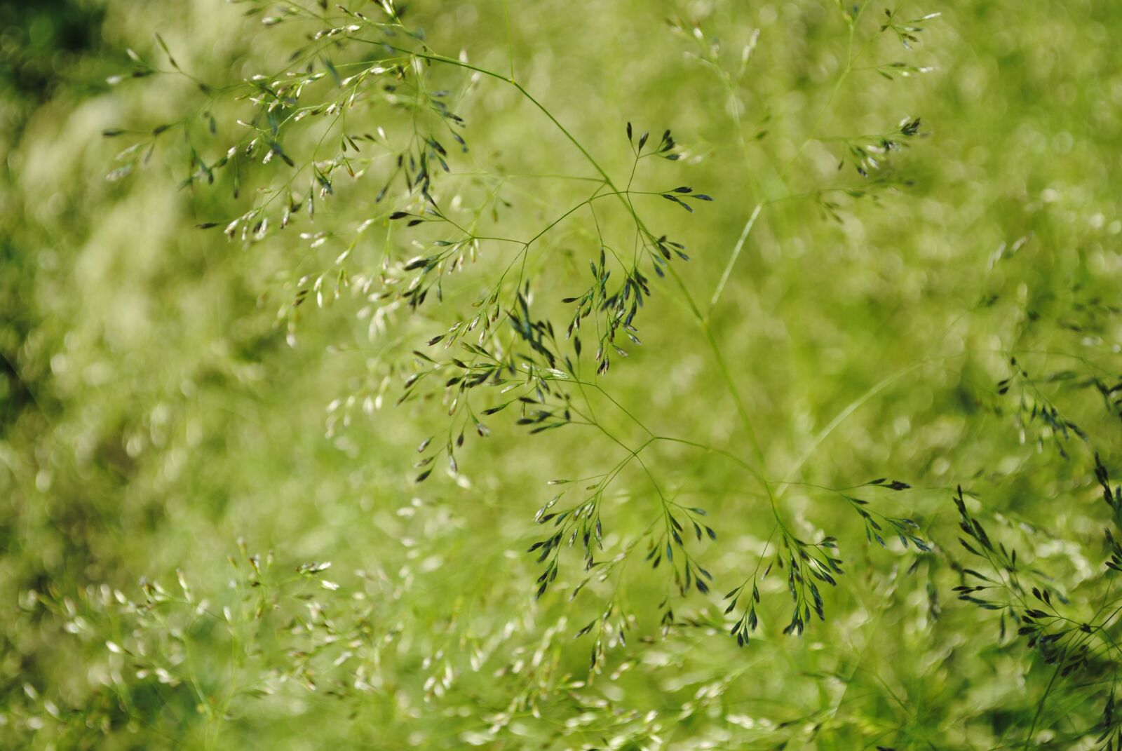 Nikon D3000 sample photo. Grass, herb, green photography