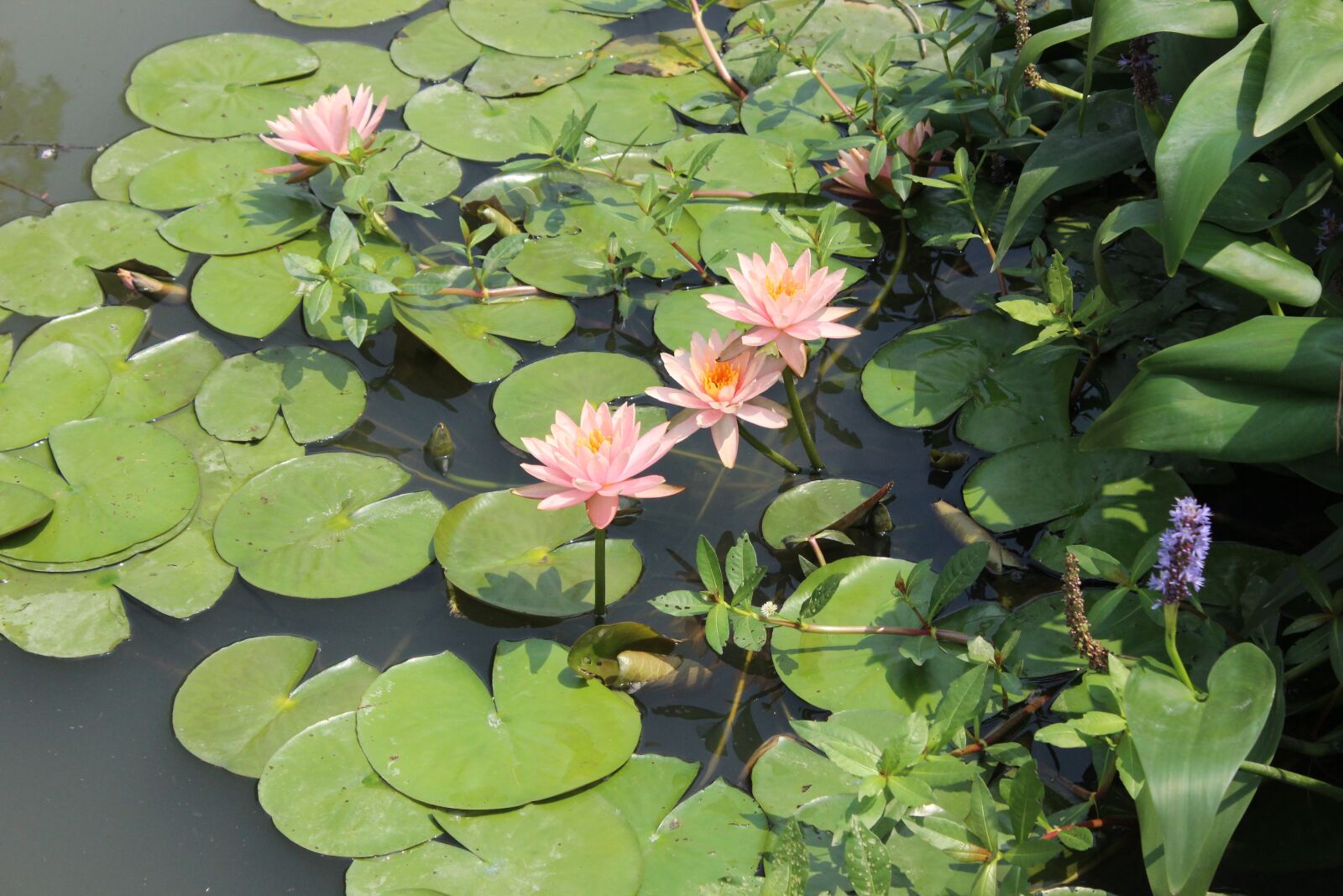 Canon EOS 600D (Rebel EOS T3i / EOS Kiss X5) sample photo. Pond, flower, plant photography