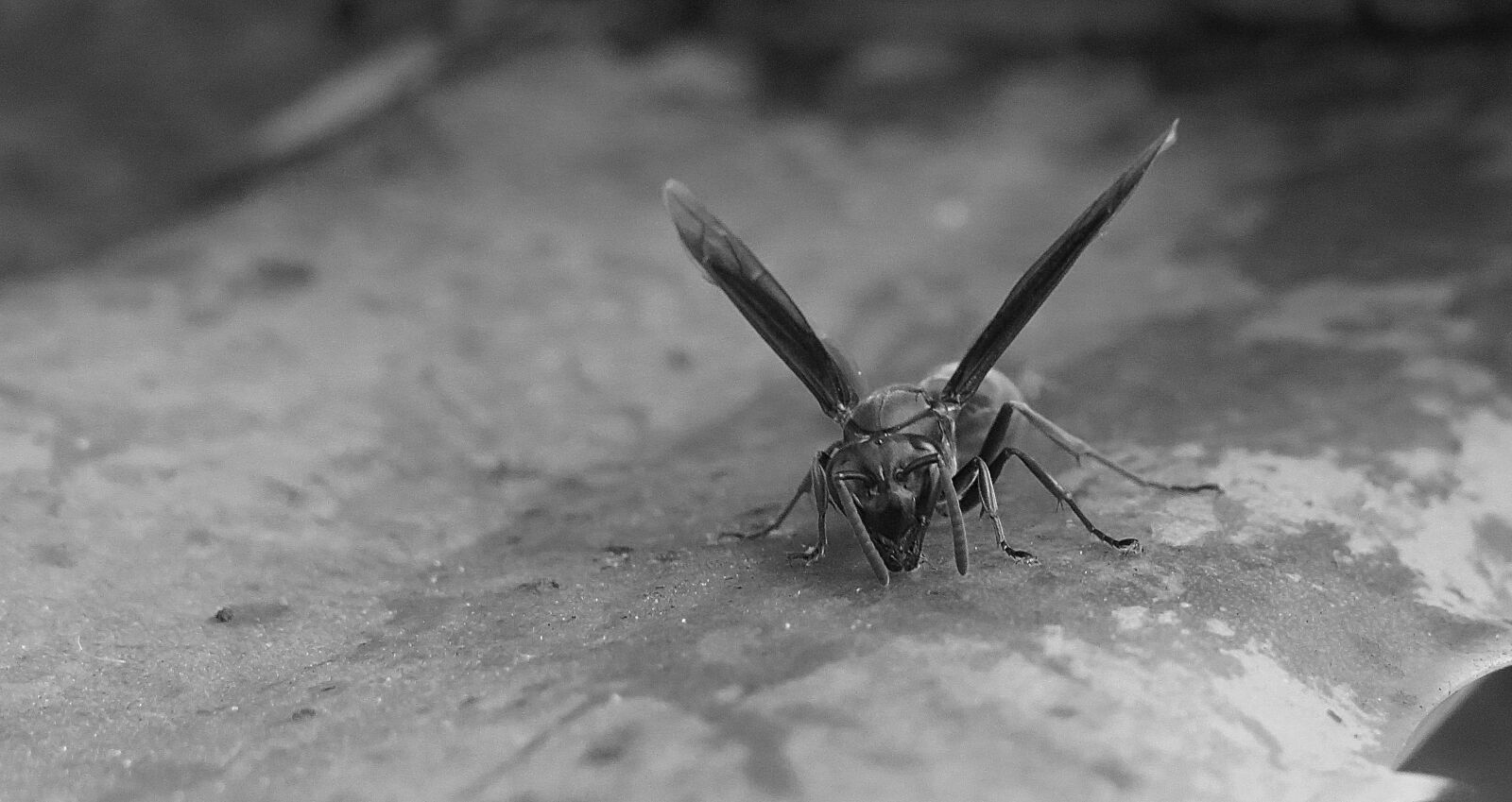 Canon PowerShot SX50 HS sample photo. Nature, outdoors, insect photography