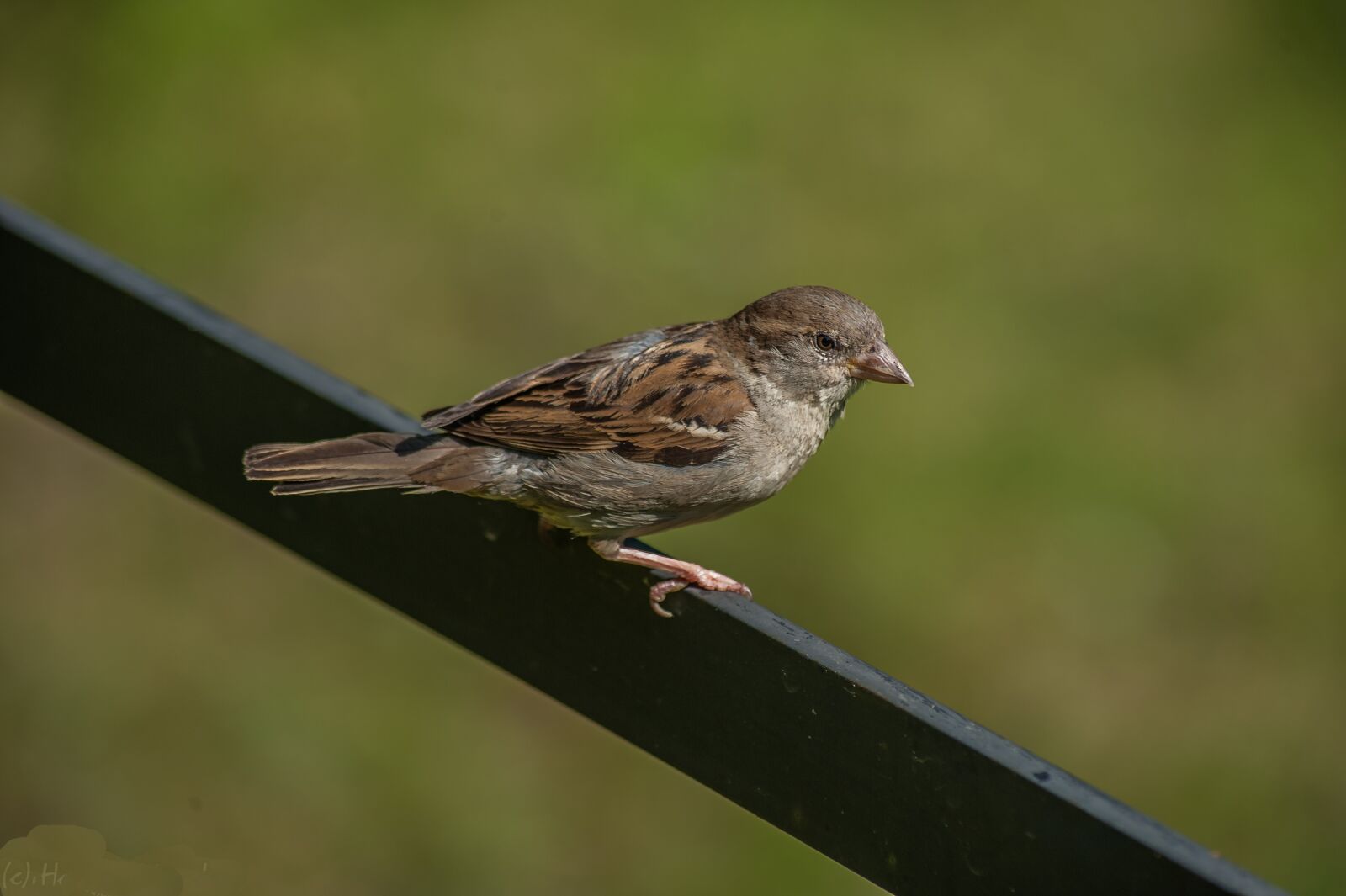 Nikon D700 sample photo. Sperling, bird, close up photography