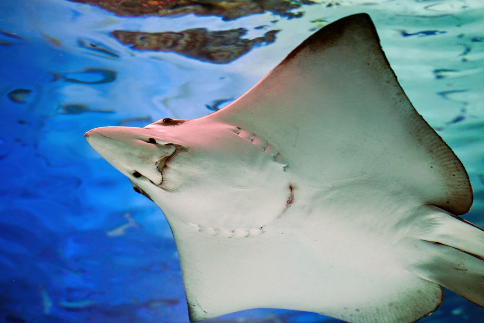 Tamron 28-75mm F2.8 Di III RXD sample photo. End, aquarium, fish photography