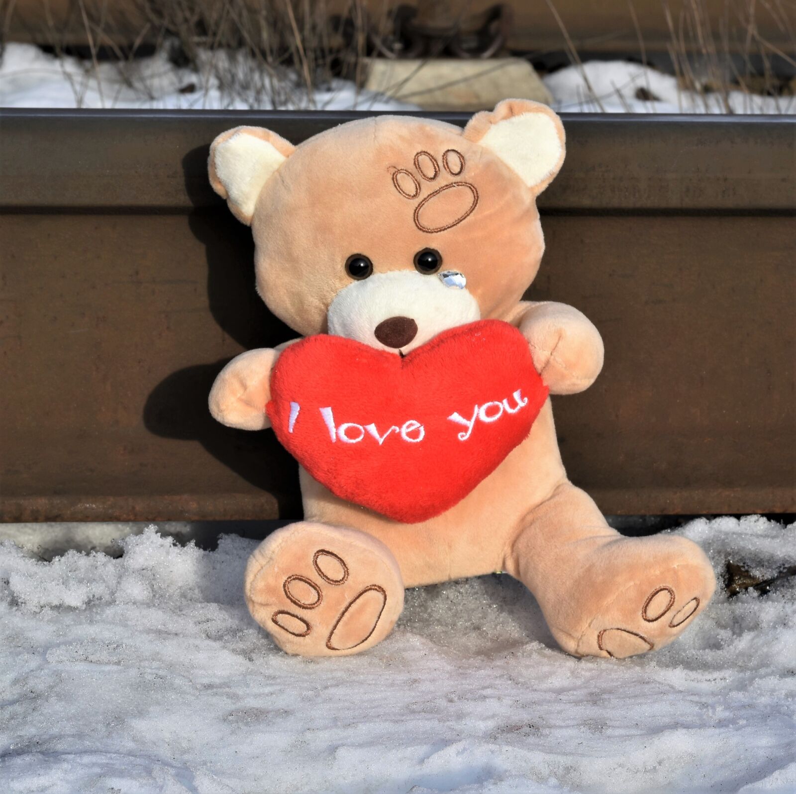 Nikon D5600 sample photo. Teddy bear crying, stop photography