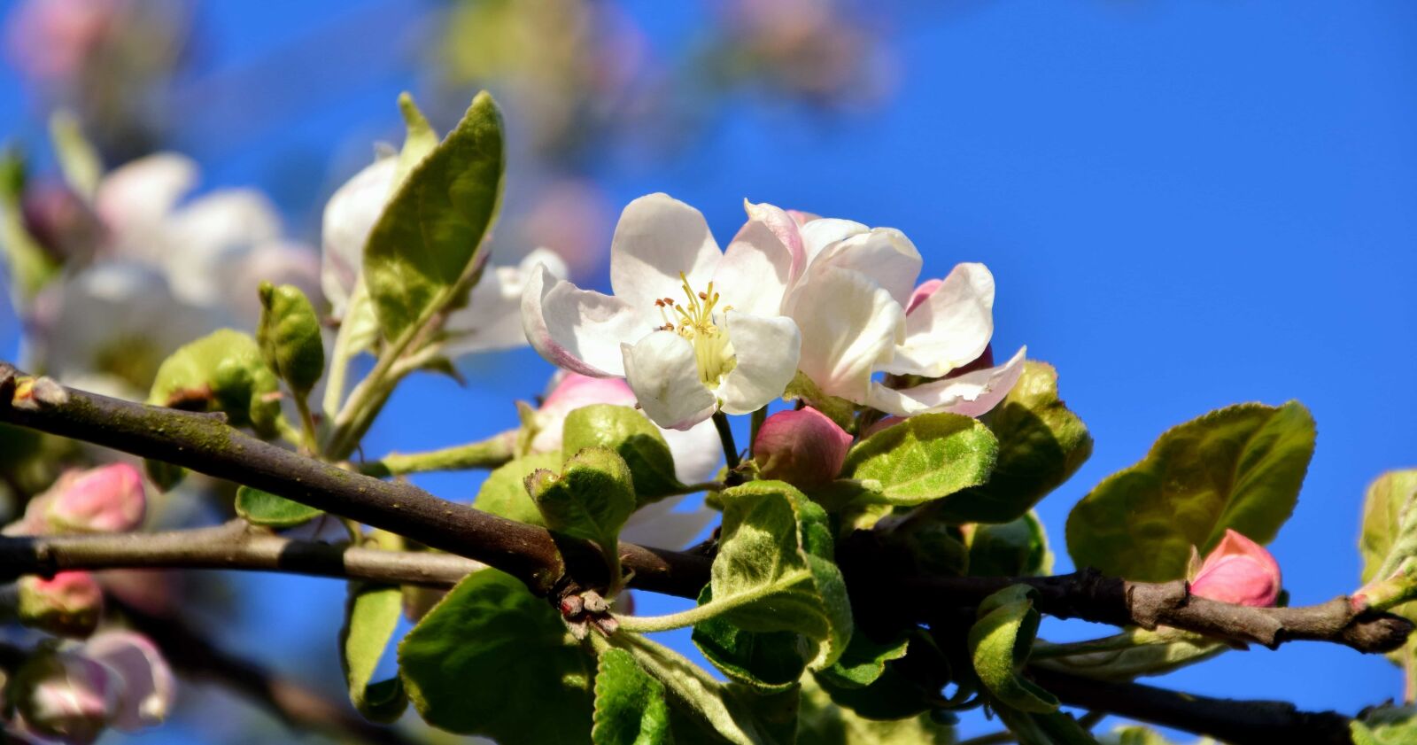 Nikon D3300 sample photo. Flower, flora, leaf, apple photography