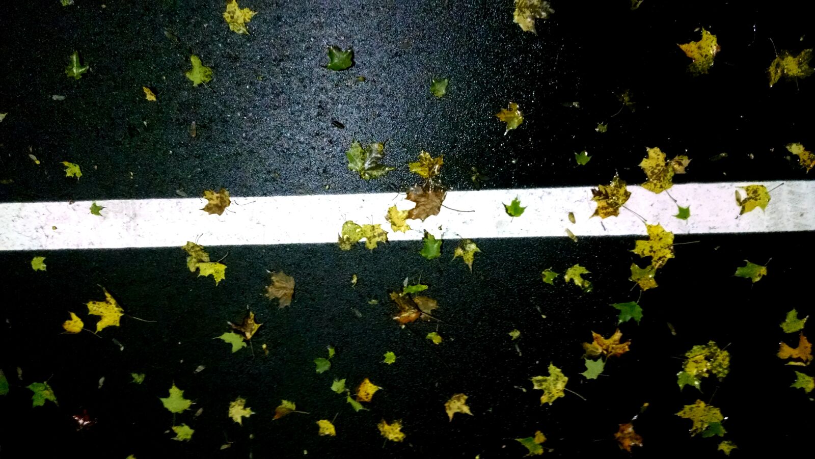 Motorola Moto X (1st Gen) sample photo. Leaf, leaves, line, look photography