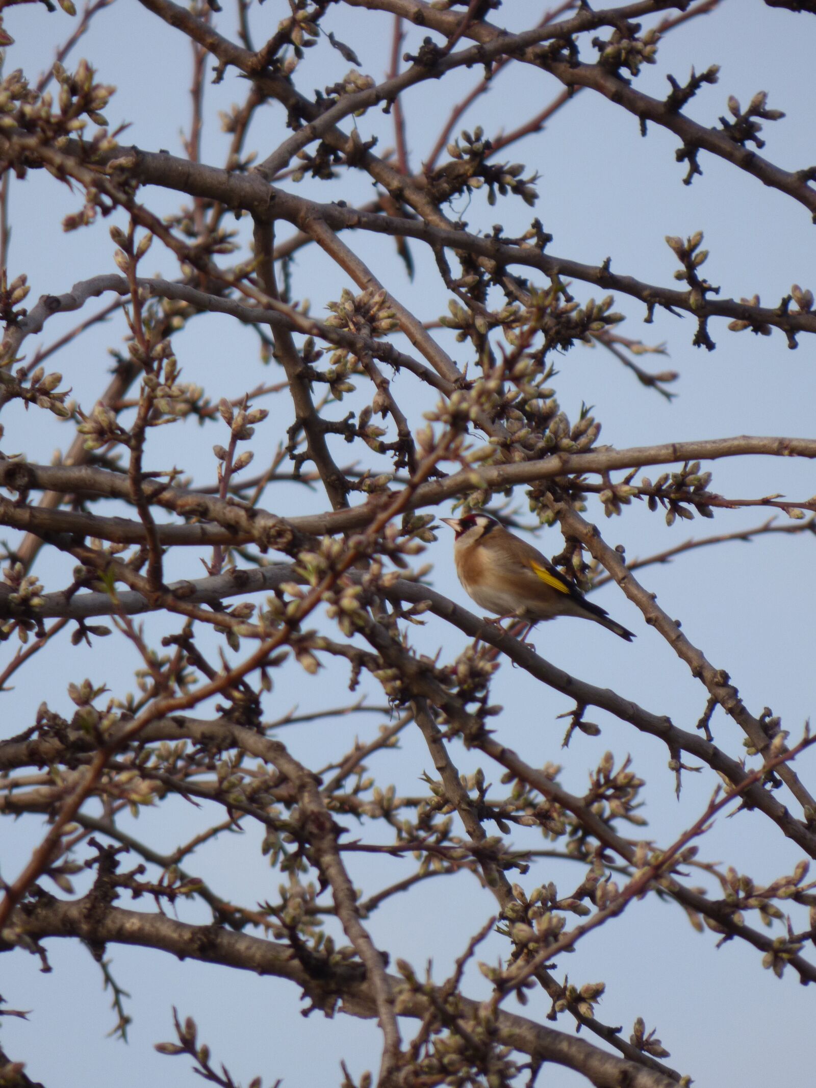 Panasonic Lumix DMC-FZ70 sample photo. Goldfinch, bird, cadernera photography