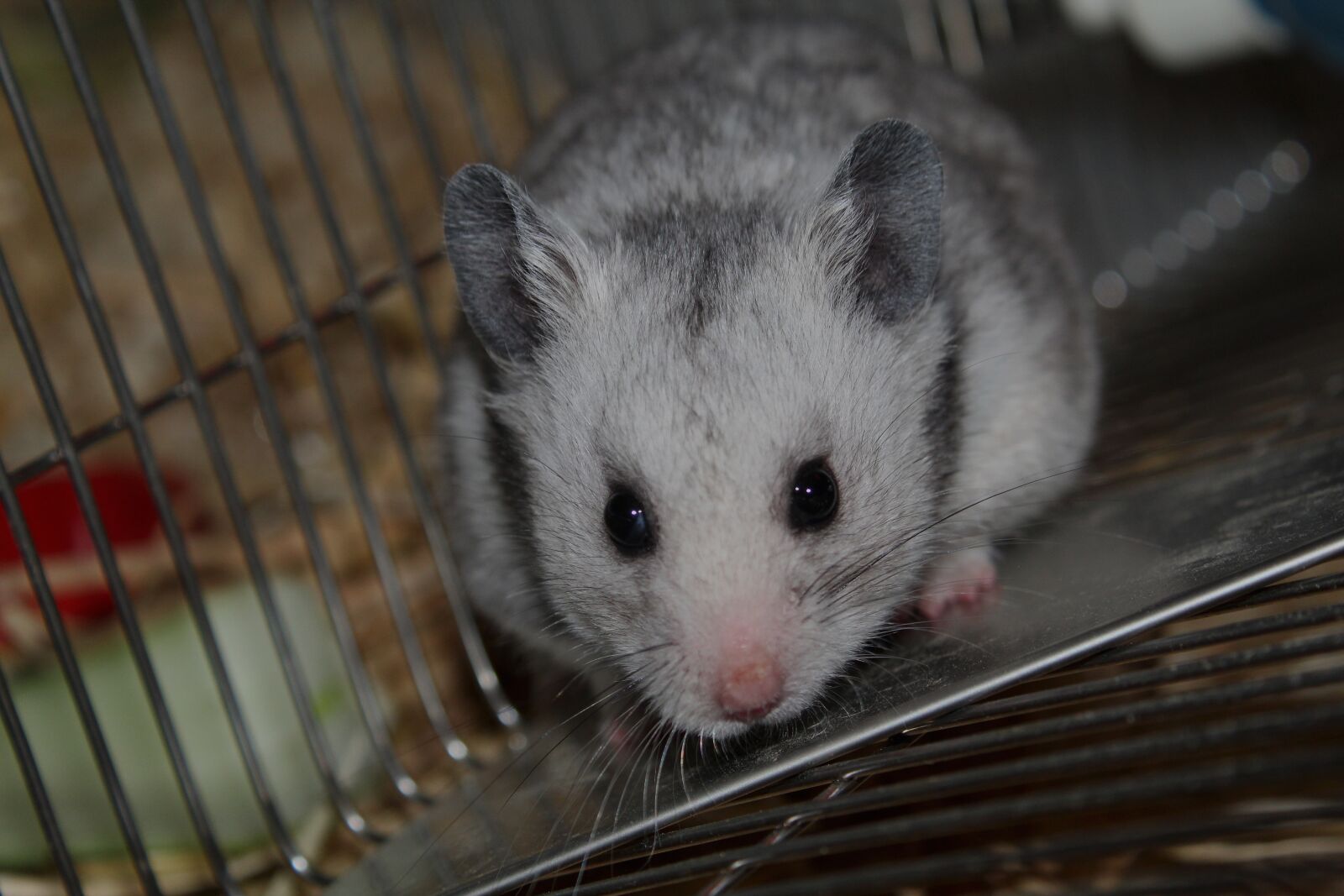 Canon EOS 1300D (EOS Rebel T6 / EOS Kiss X80) sample photo. Hamster, pet, cute photography