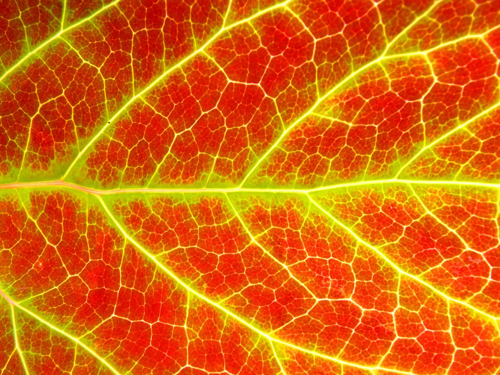 Panasonic DMC-FZ62 sample photo. Leaf, background, texture photography