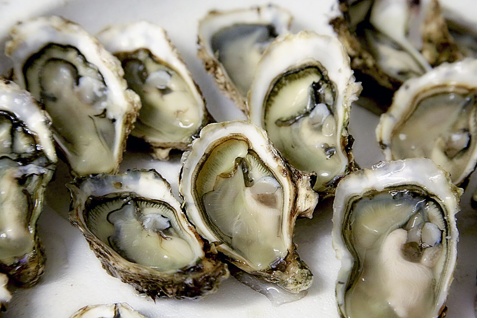 Canon EOS 5D Mark III sample photo. Oyster, shell, seafood photography