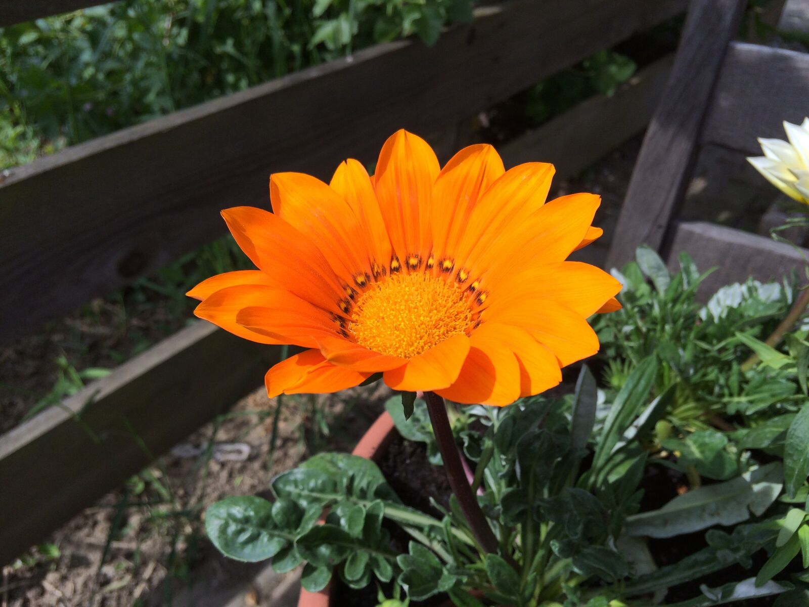 Apple iPhone 5s sample photo. Gazania, orange blossom, flower photography