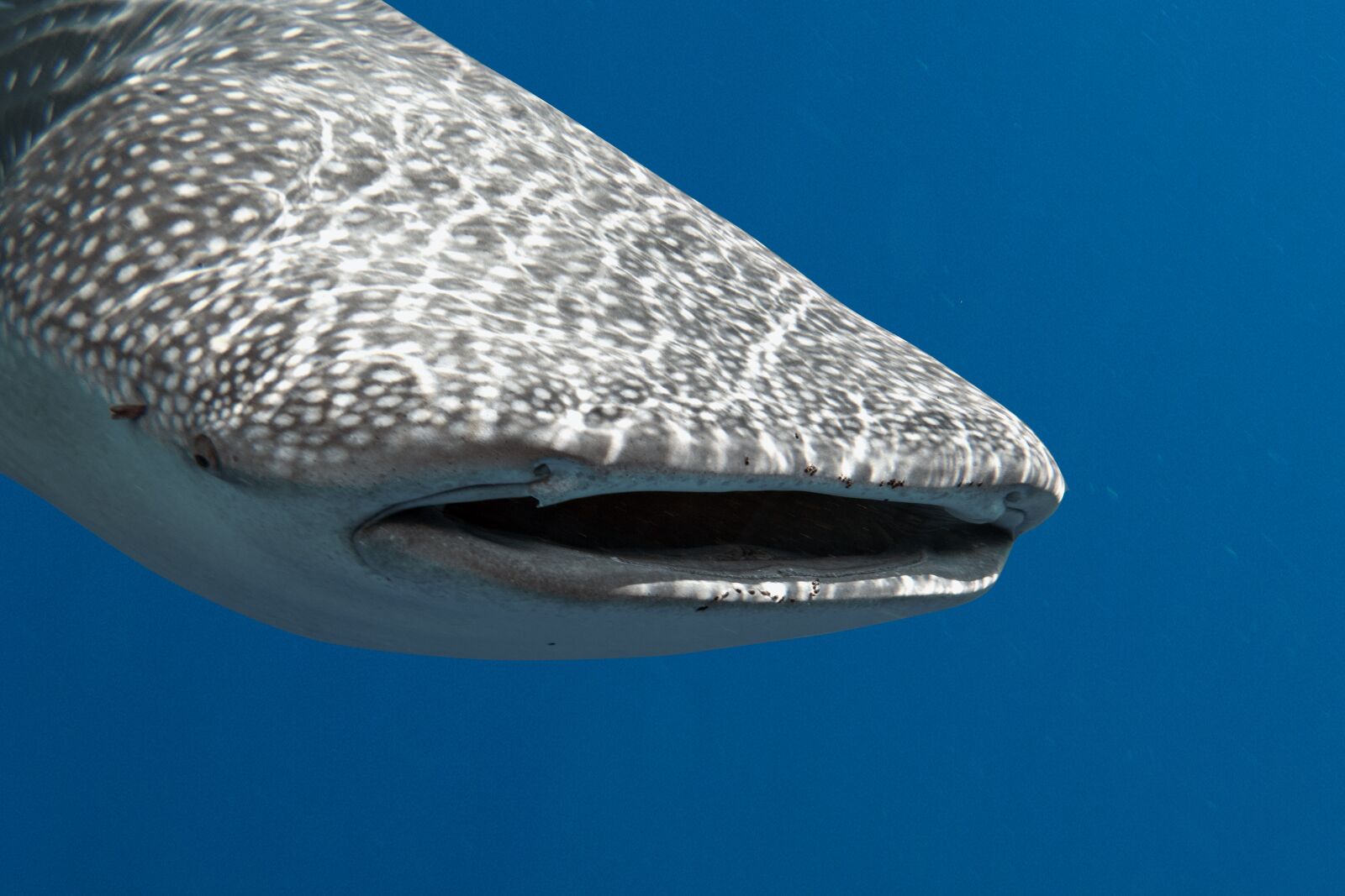 Canon PowerShot G10 sample photo. Shark, sea, ocean photography