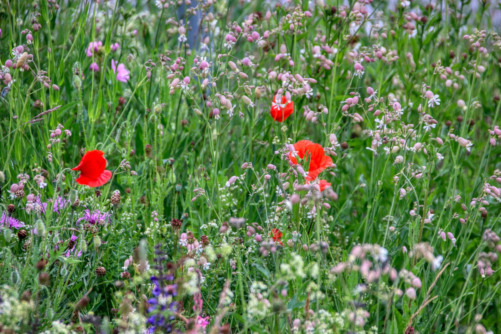 Canon EOS 80D sample photo. Flower meadow, meadow, nature photography