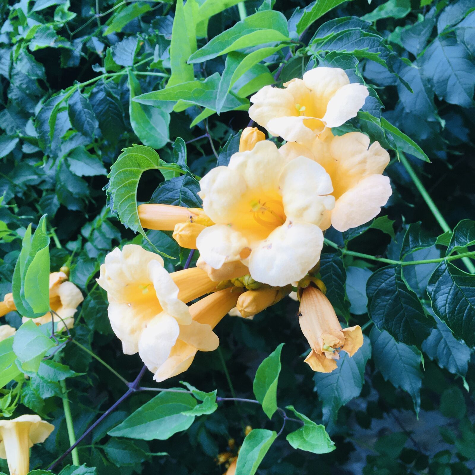 Apple iPhone SE (1st generation) sample photo. Flowers, orange, nature photography