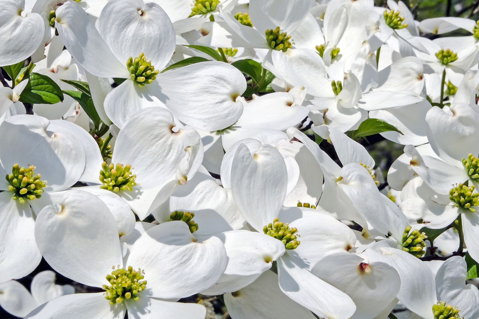 Fujifilm X-T10 sample photo. Cornales, flower, blossom photography