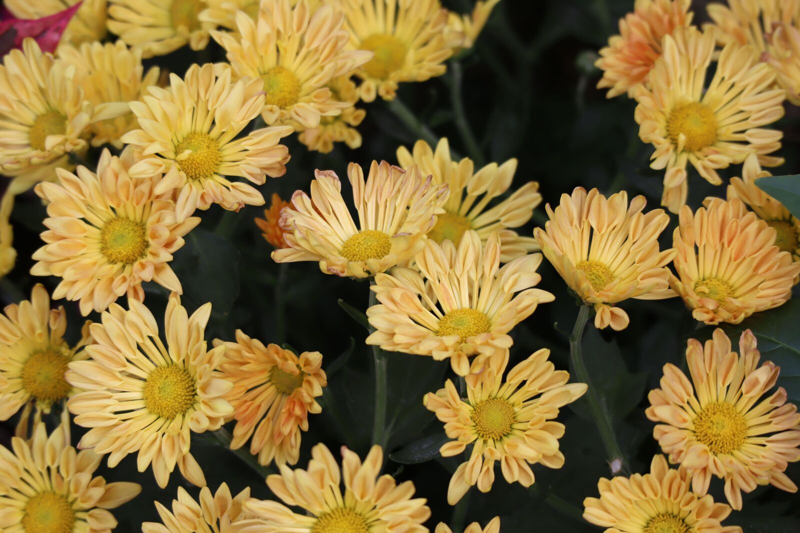 Canon EOS M50 (EOS Kiss M) sample photo. Natural, flowers, chrysanthemum photography