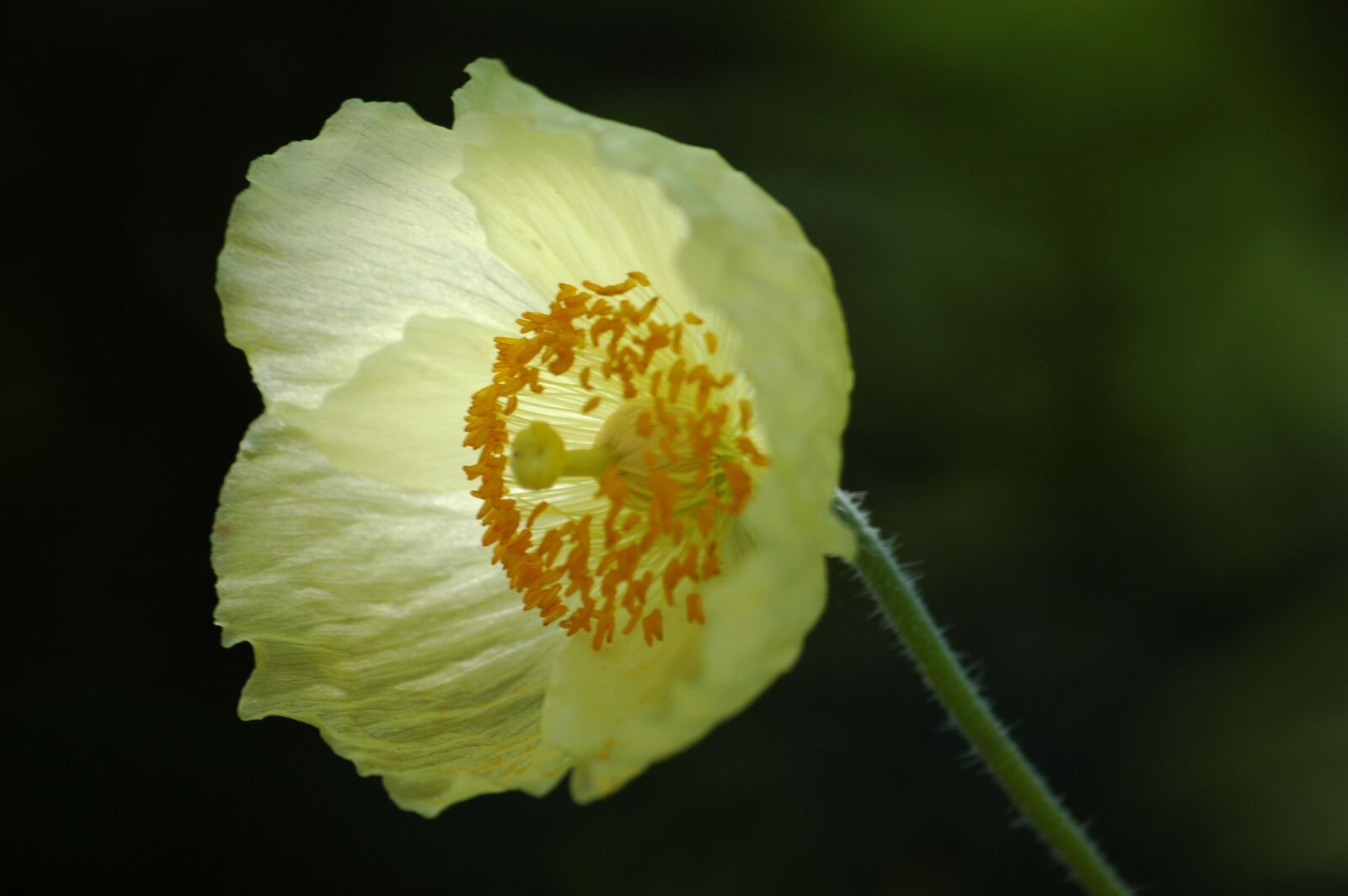 Nikon D70 sample photo. Flower, blossom, bloom photography