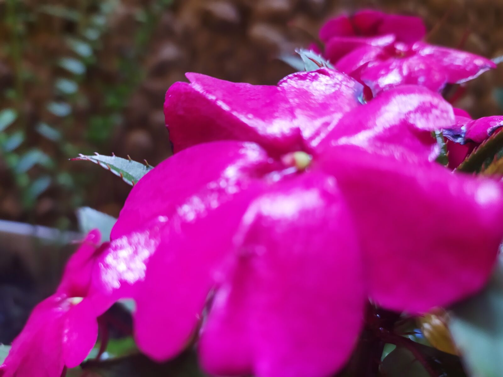 Xiaomi Redmi Note 8 sample photo. Petal, flower, rosa photography