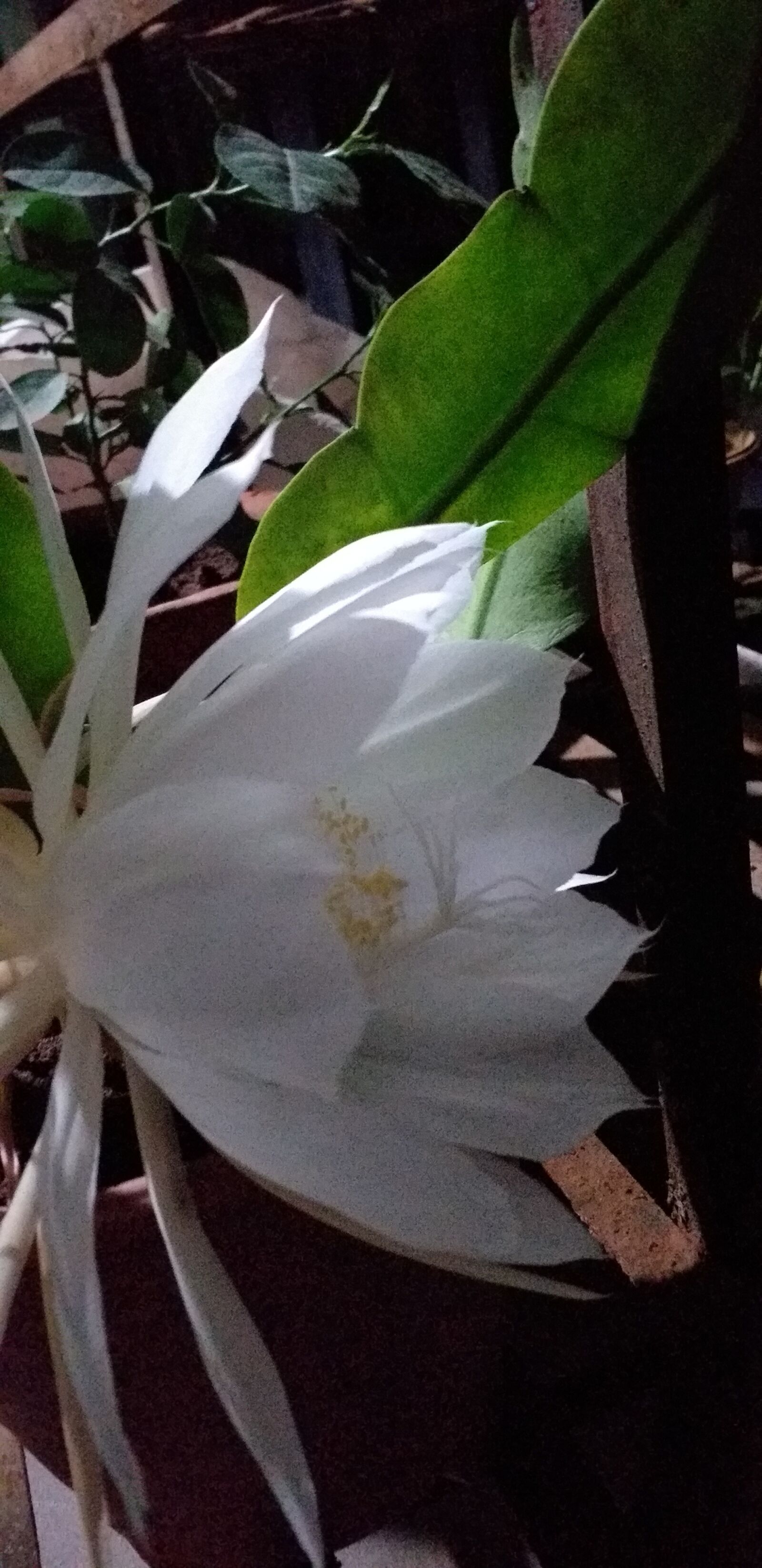 Samsung Galaxy J6+ sample photo. Lily, flower, rare photography