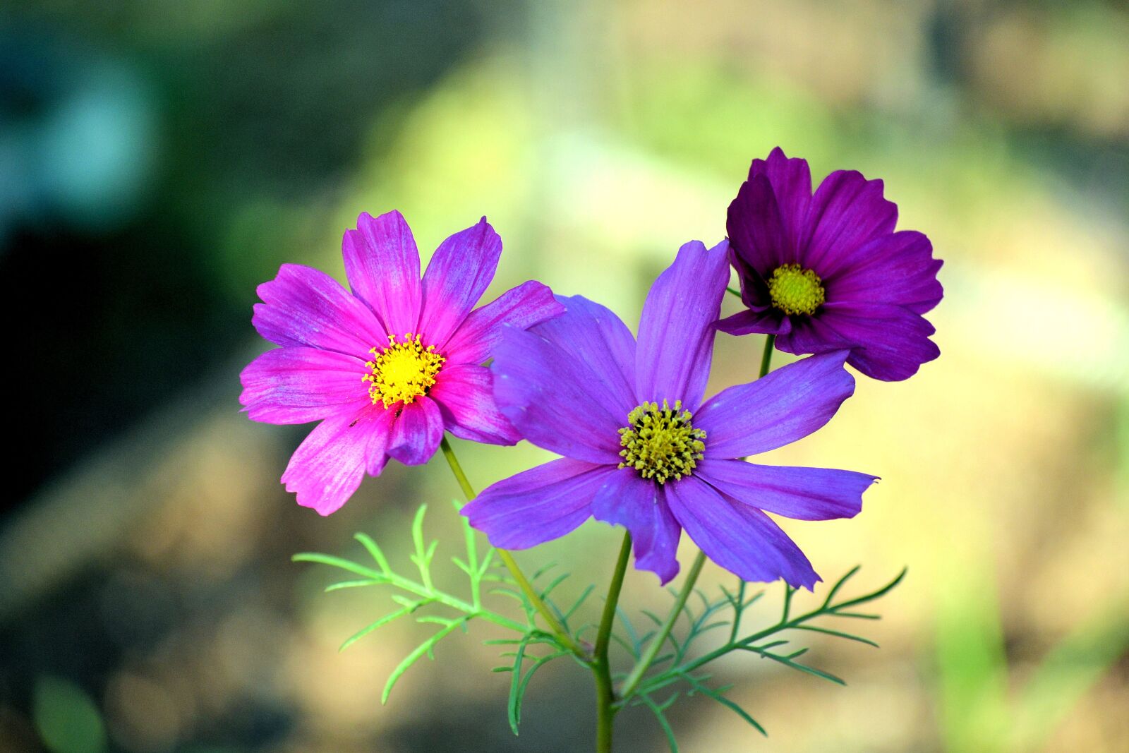 Nikon D3100 sample photo. Cosmea, flowers, nature photography