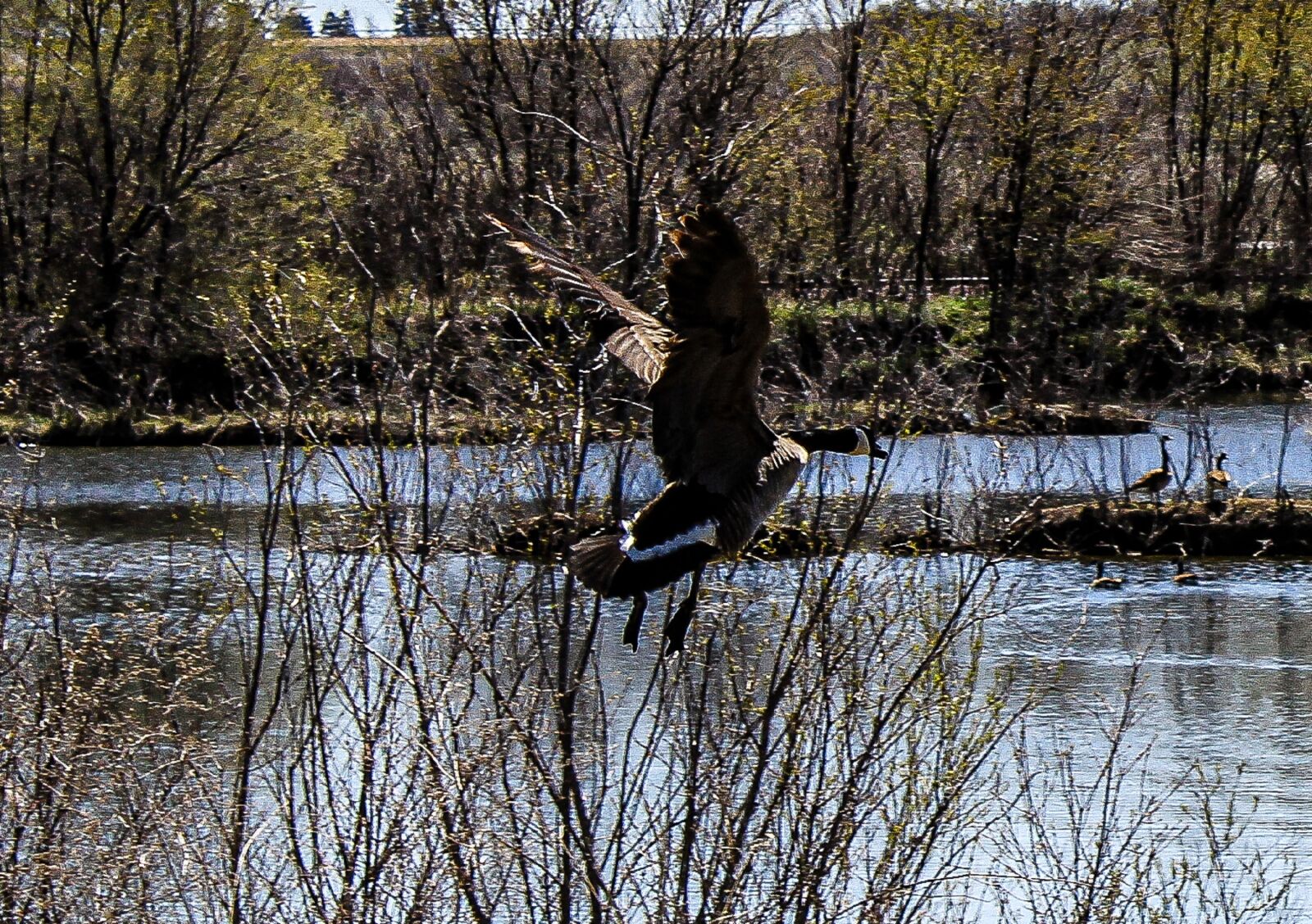 Canon EOS 4000D (EOS Rebel T100 / EOS 3000D) sample photo. Geese, flying bird, flying photography