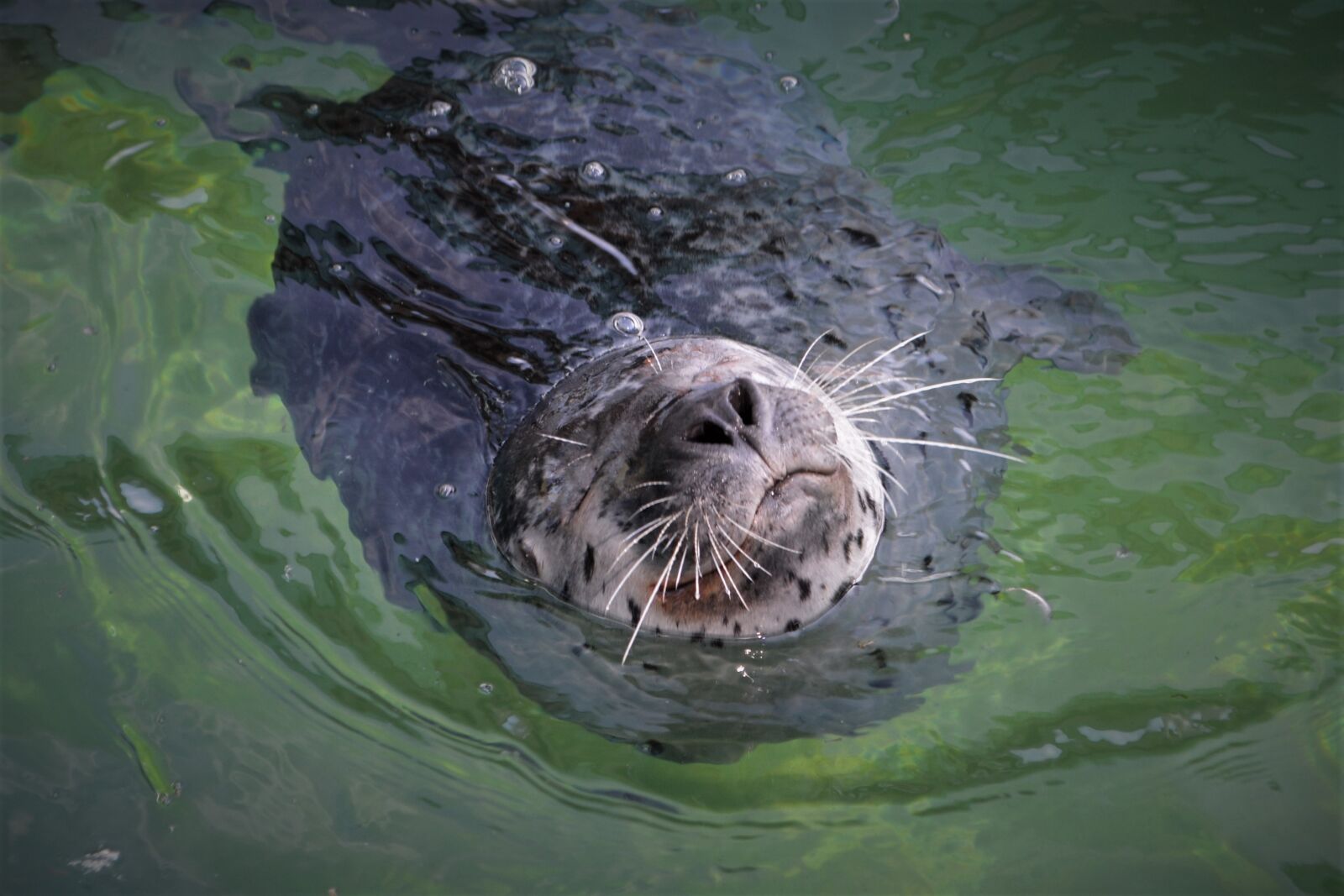 Nikon D5200 sample photo. Robbe, seal, mammal photography